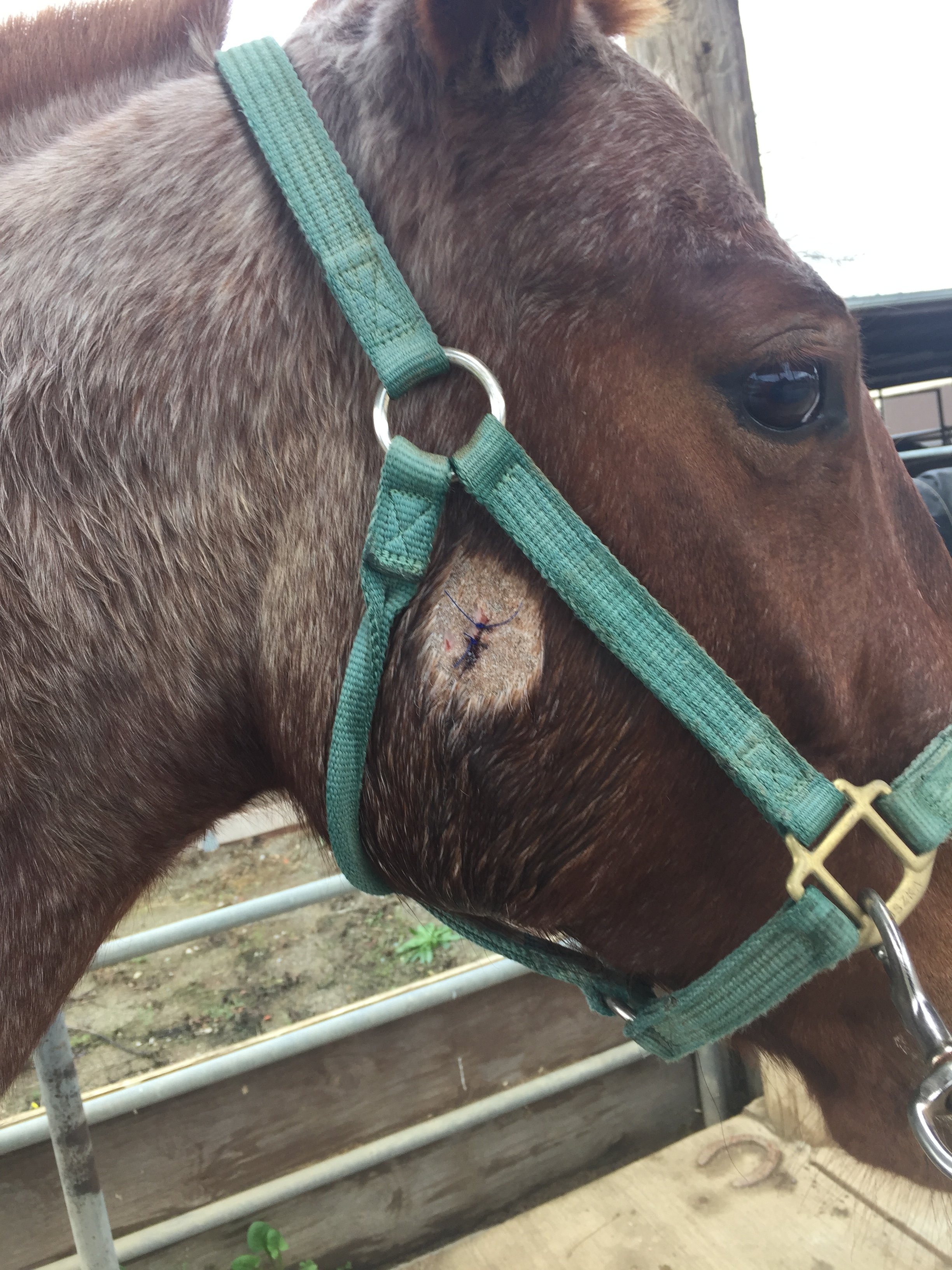Close-up of a brown horse wearing a green halter, a bug on its cheek near the eye, and a wooden fence in the background.