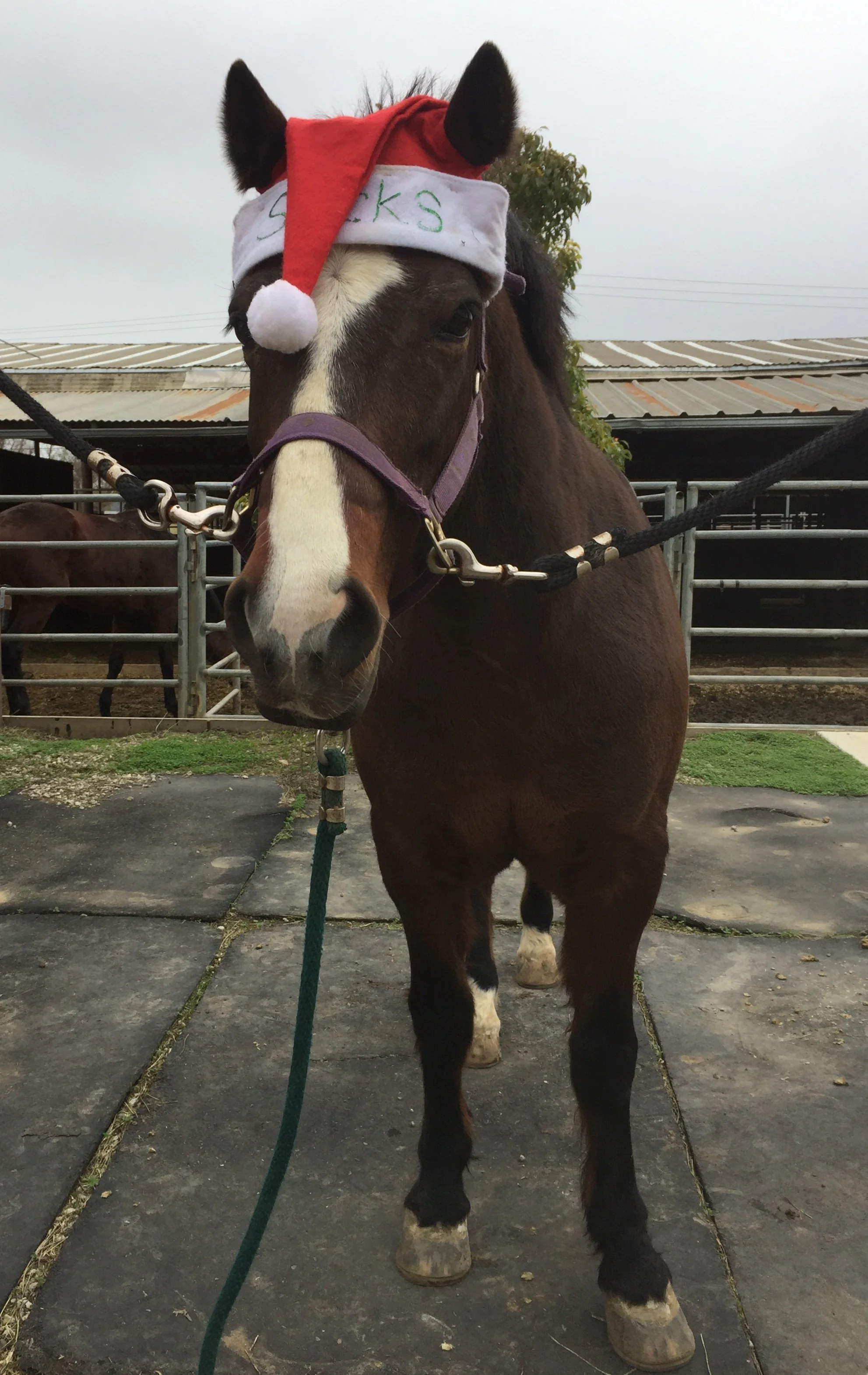 A brown horse wearing a Santa hat with the word 'Socks' written on it, standing on a paved area in a stable yard.