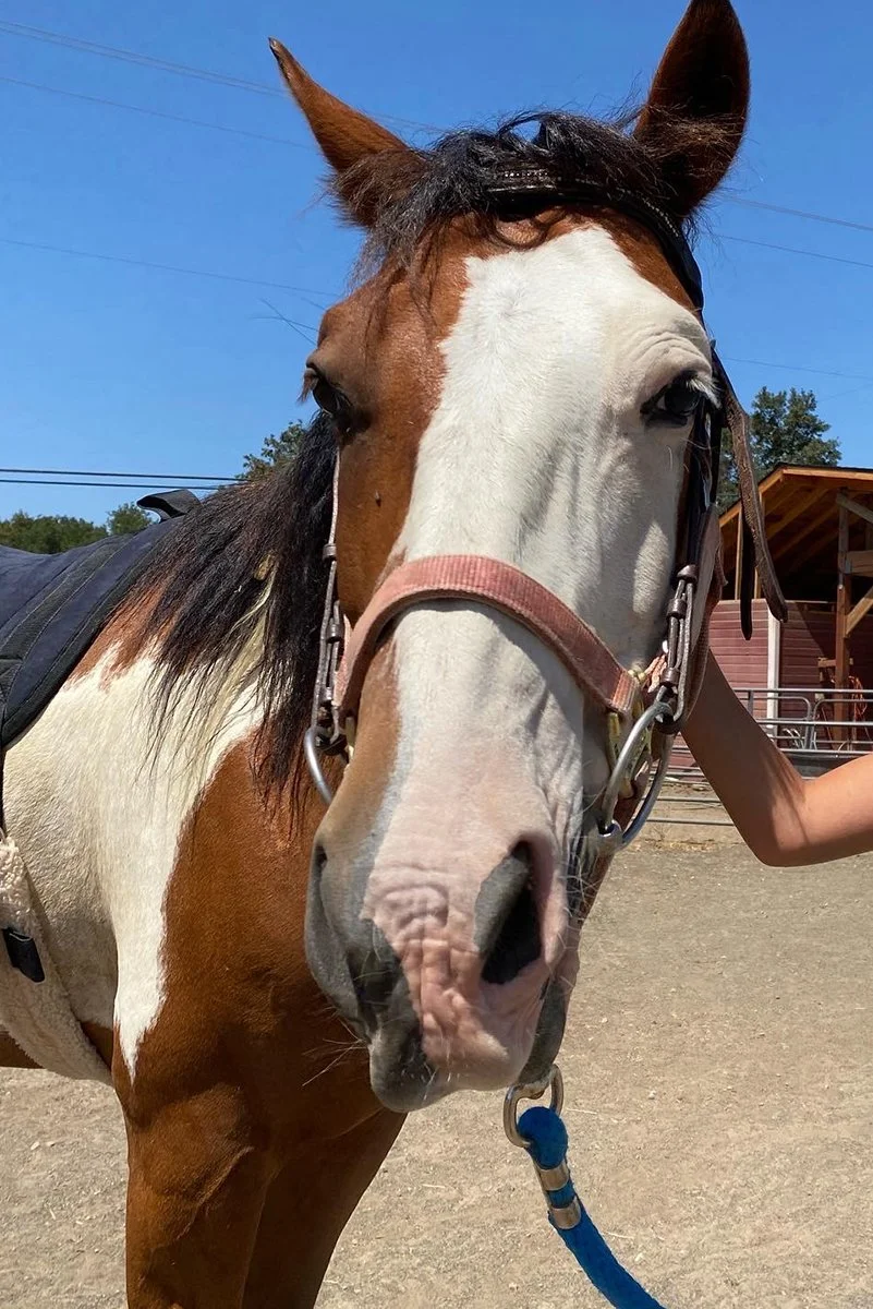 Close-up of a brown and white horse wearing a halter, standing outdoors on a dirt area with a red barn and trees in the background, under a clear blue sky.