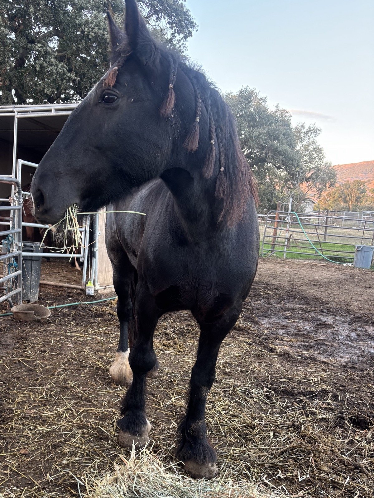 A large black horse with braided mane eating hay in a farmyard.
