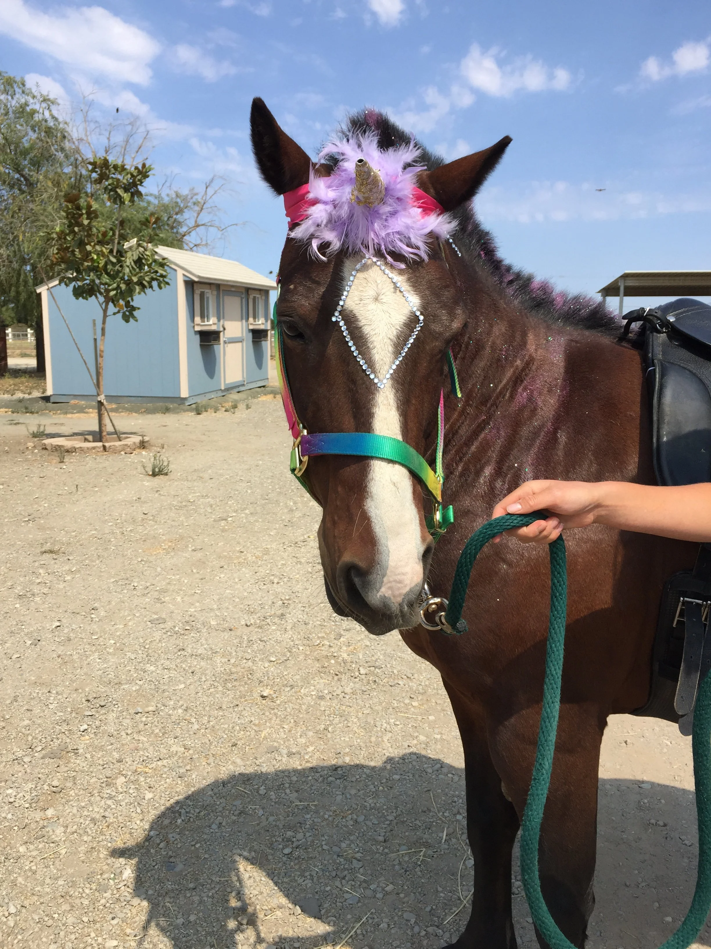 A brown horse with a colorful halter and a sparkly unicorn horn and feather decoration on its forehead, standing outside on a sunny day with a blue sky and a small shed in the background.
