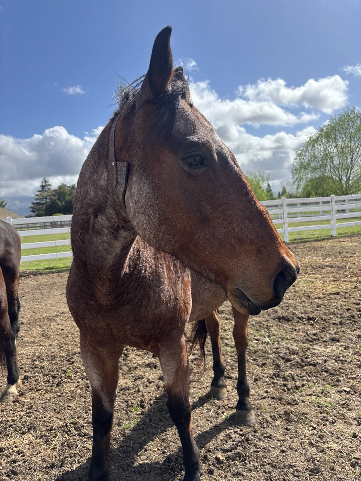 Close-up of a brown horse with a white blaze on its face, standing in a dirt paddock under a blue sky with scattered clouds, next to a white fence and green trees.