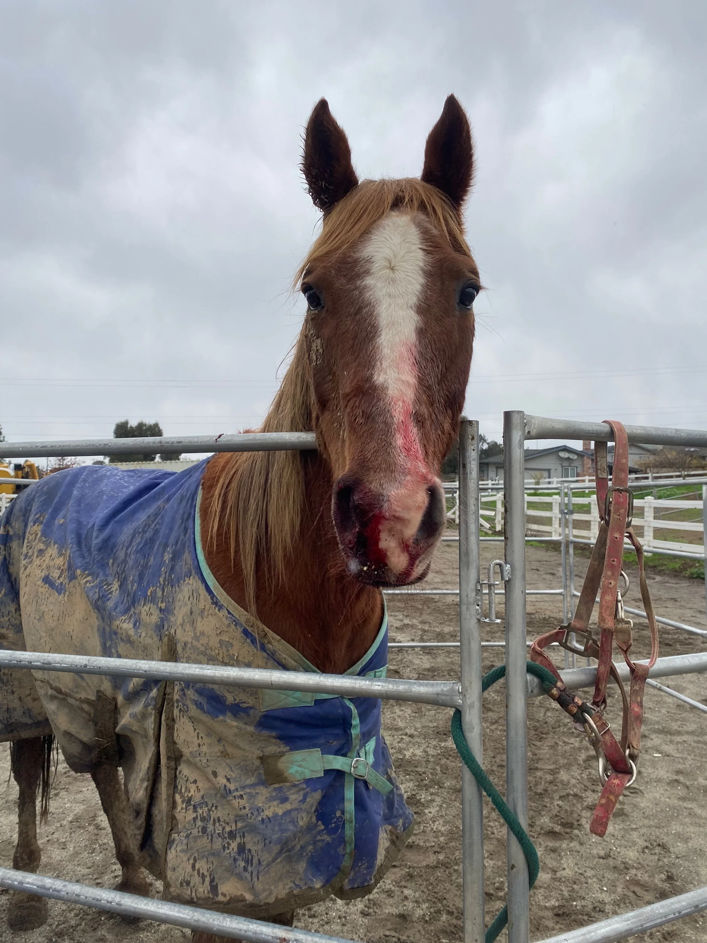 Close-up of a horse with a muddy coat, wearing a blue blanket, standing behind a metal fence on a cloudy day.