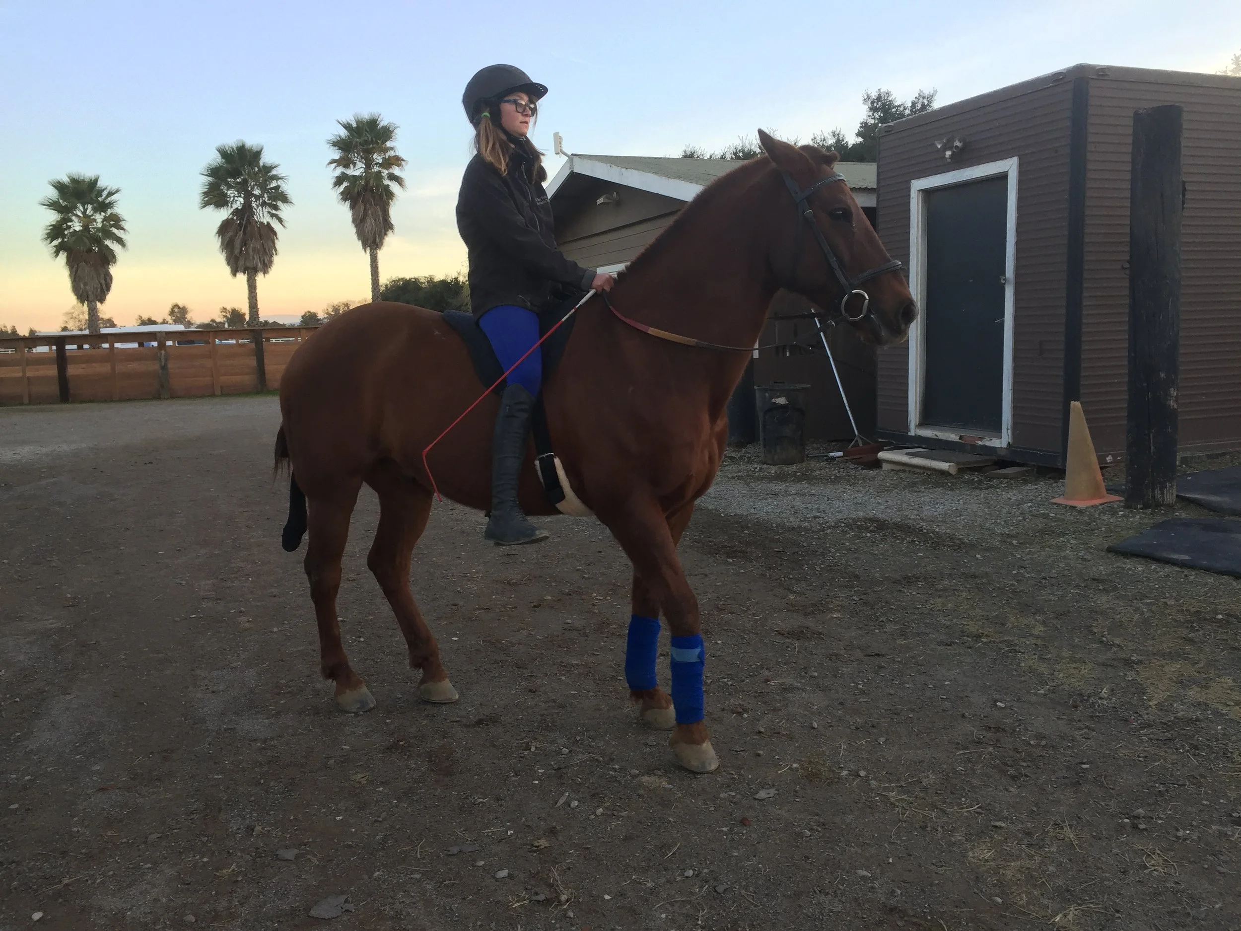 A woman riding a brown horse at sunset, wearing a helmet, glasses, black jacket, blue pants, and black boots, with the horse's legs wrapped in blue bandages.