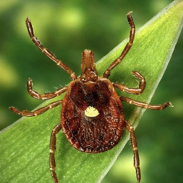 AP News: A Meat Allergy Caused by Tick Spit is Getting More Common, CDC Says