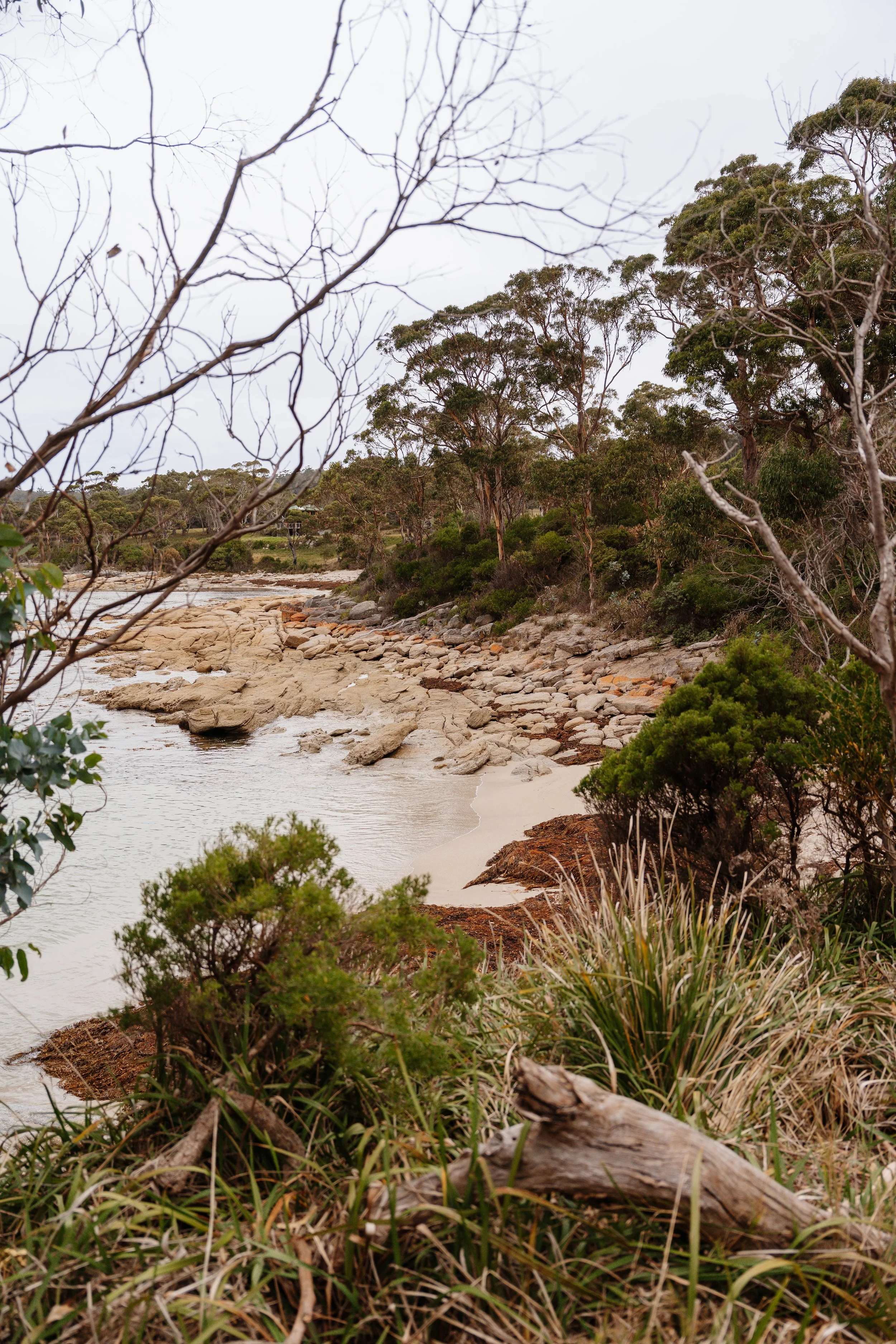 A rocky riverbank with bare trees and green bushes, some branches and logs in the foreground, and overcast sky.