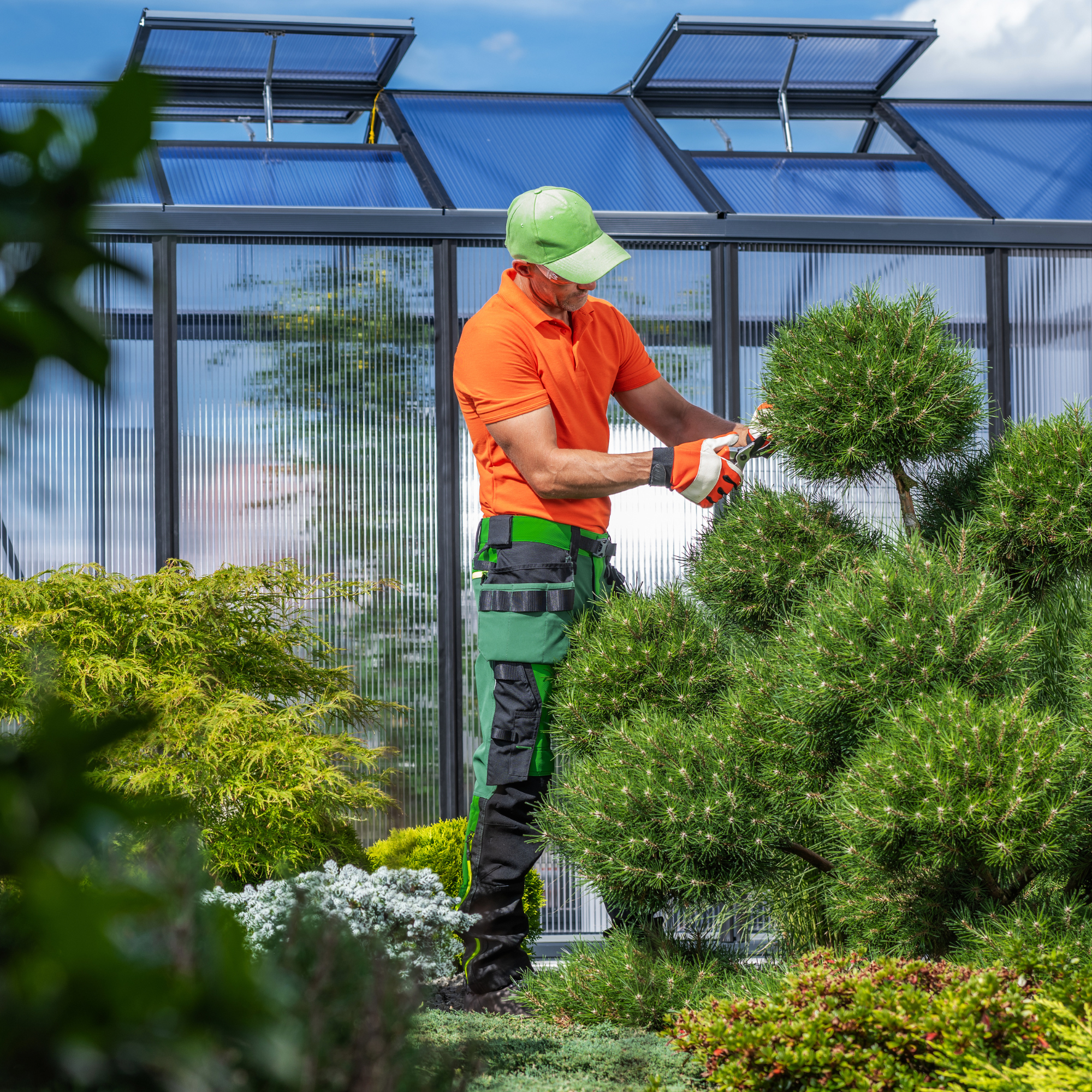 A man in an orange shirt, green hat, and work gloves trimming a small evergreen bush with pruning shears in a greenhouse or botanical garden.