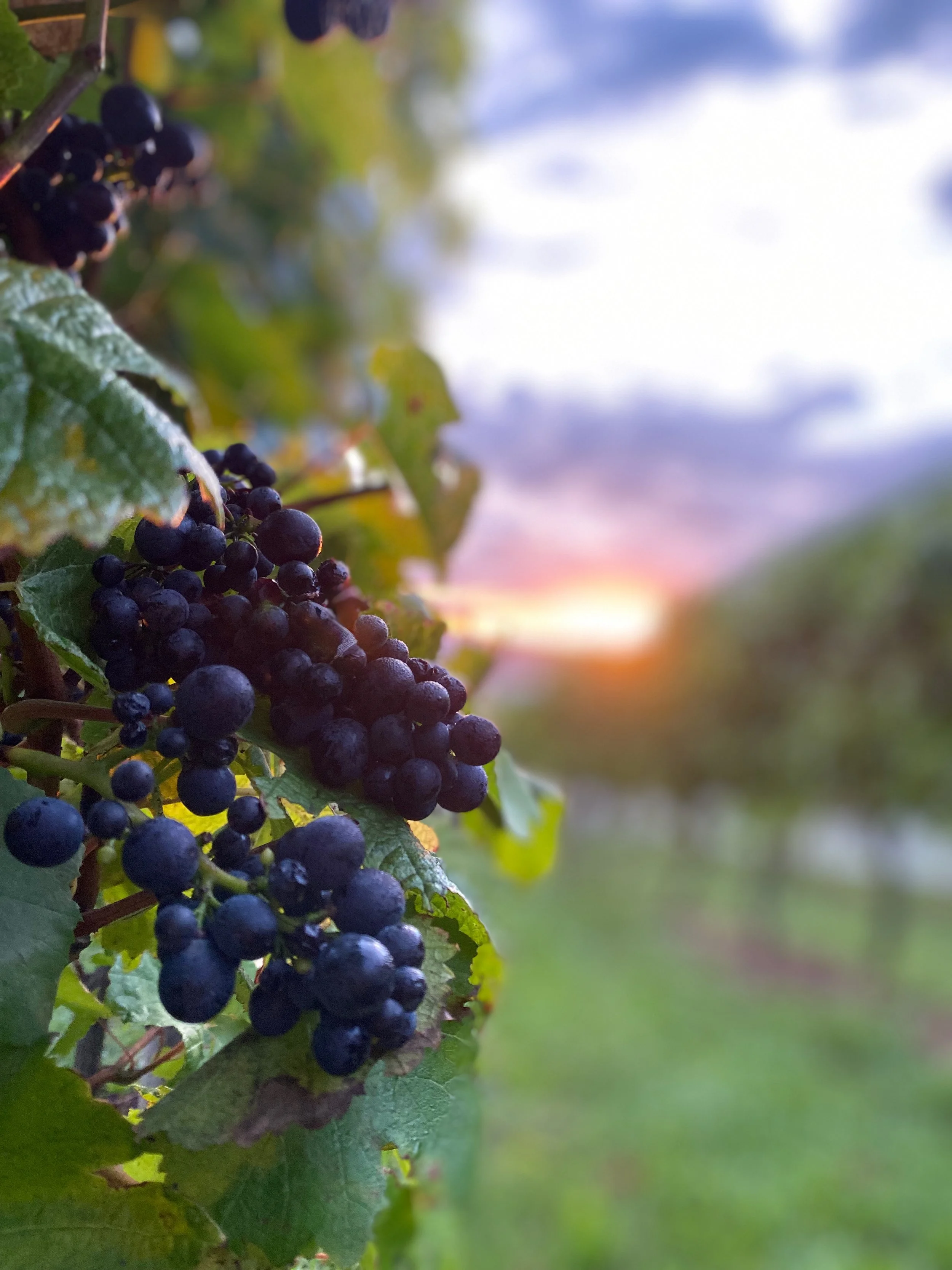 Clusters of ripe black grapes hanging on a vine with green leaves, with a sunset sky in the background.