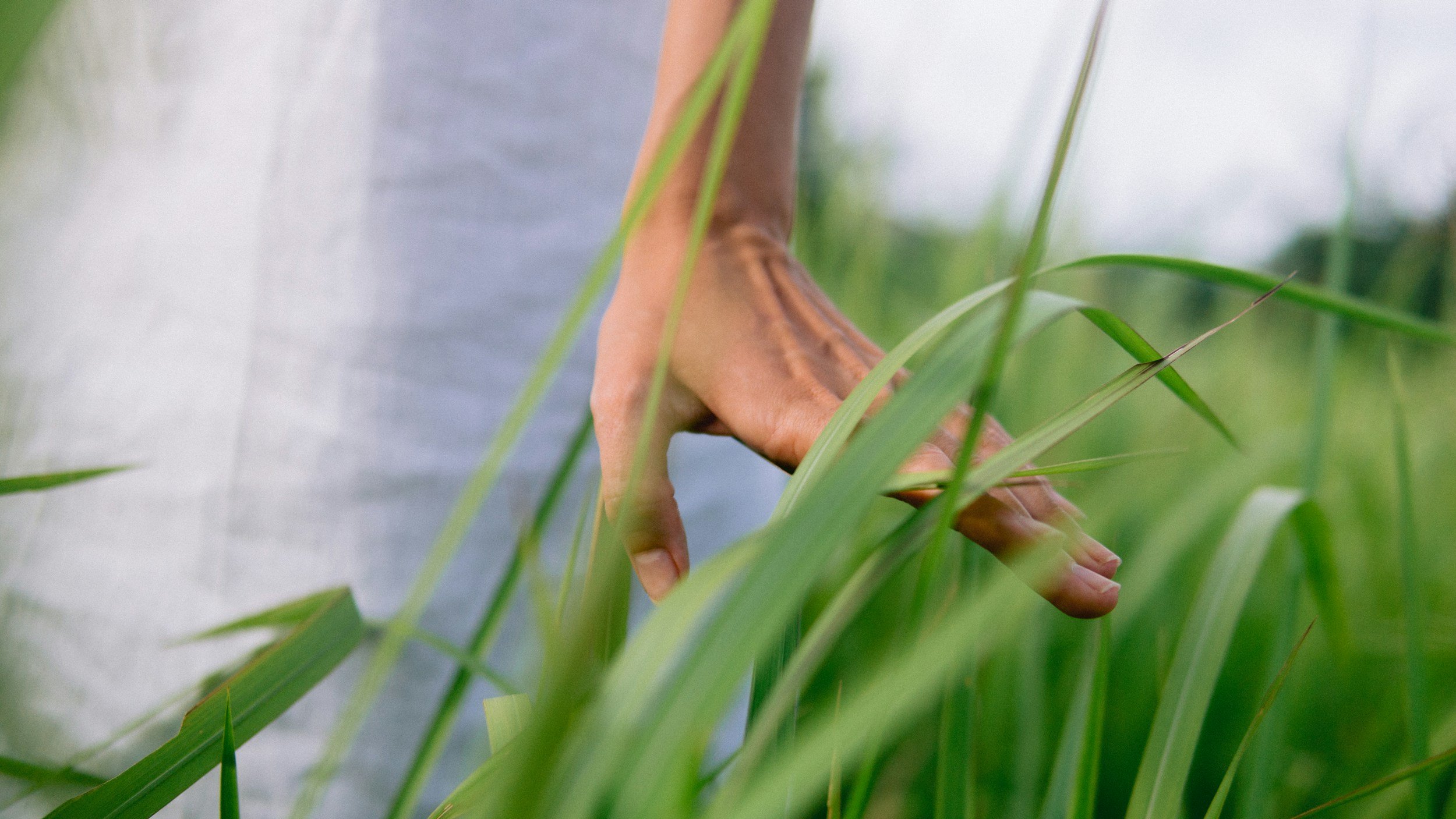 Hand gently brushing through tall green grass, representing a calm, systems-based approach to hormonal health and premenstrual symptom support.