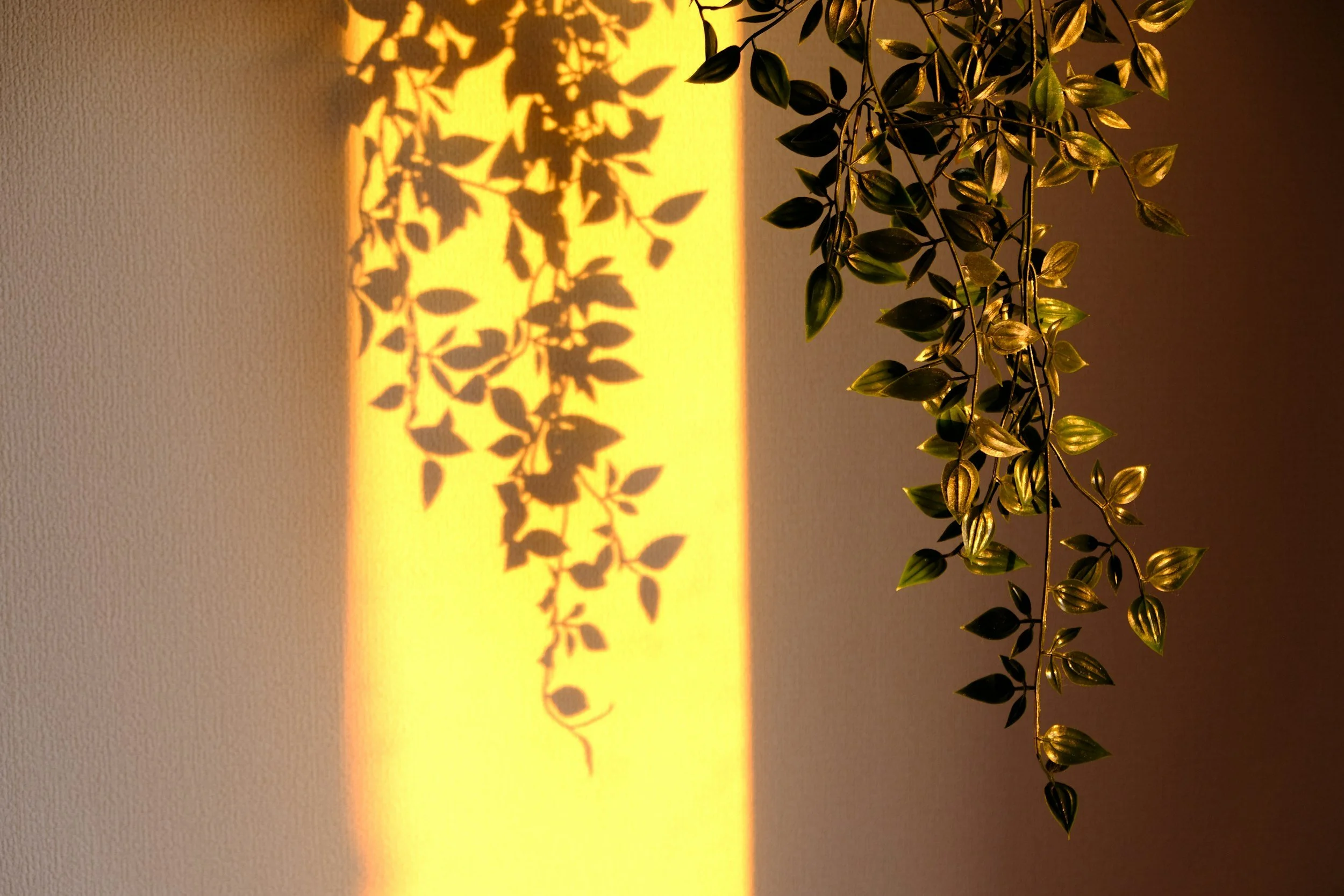 Sunlight casting leafy shadows on a wall, representing a calm environment that supports stress resilience