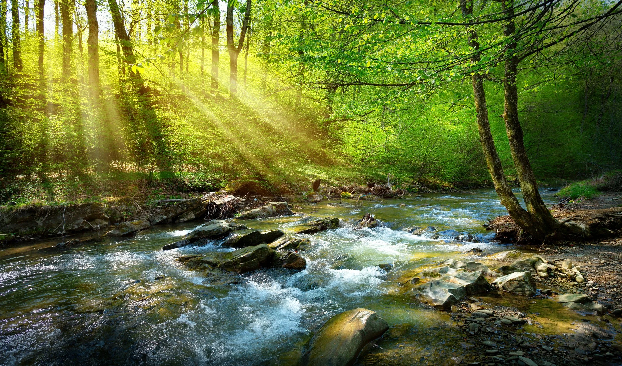 Sunlight filtering through a flowing forest stream, representing healthy energy production, resilience, and physiologic balance.