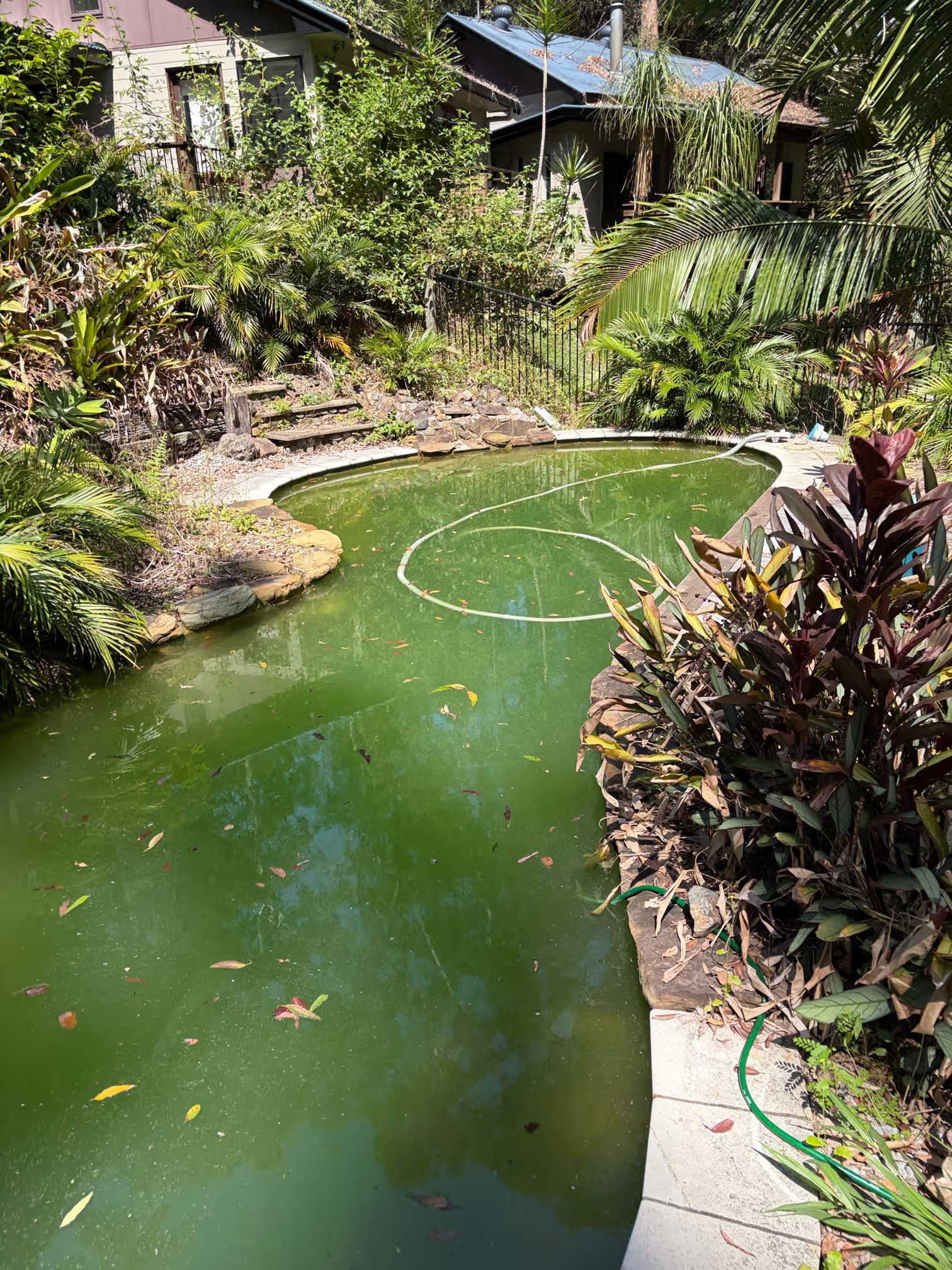 A backyard pond with green water, surrounded by lush tropical plants and bushes, and a concrete walkway along one side, with a house in the background.