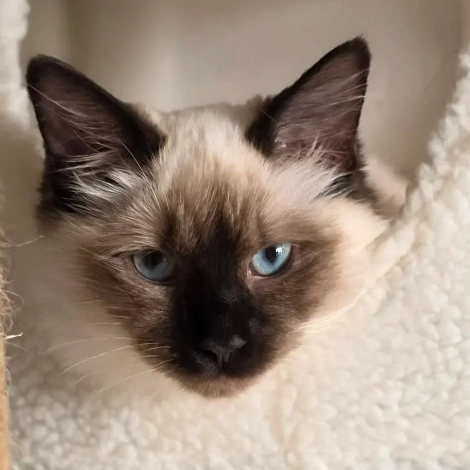 Close-up of a Siamese cat with blue eyes, cream-colored fur, and darker points on the face, ears, and paws, sitting on a soft white surface.