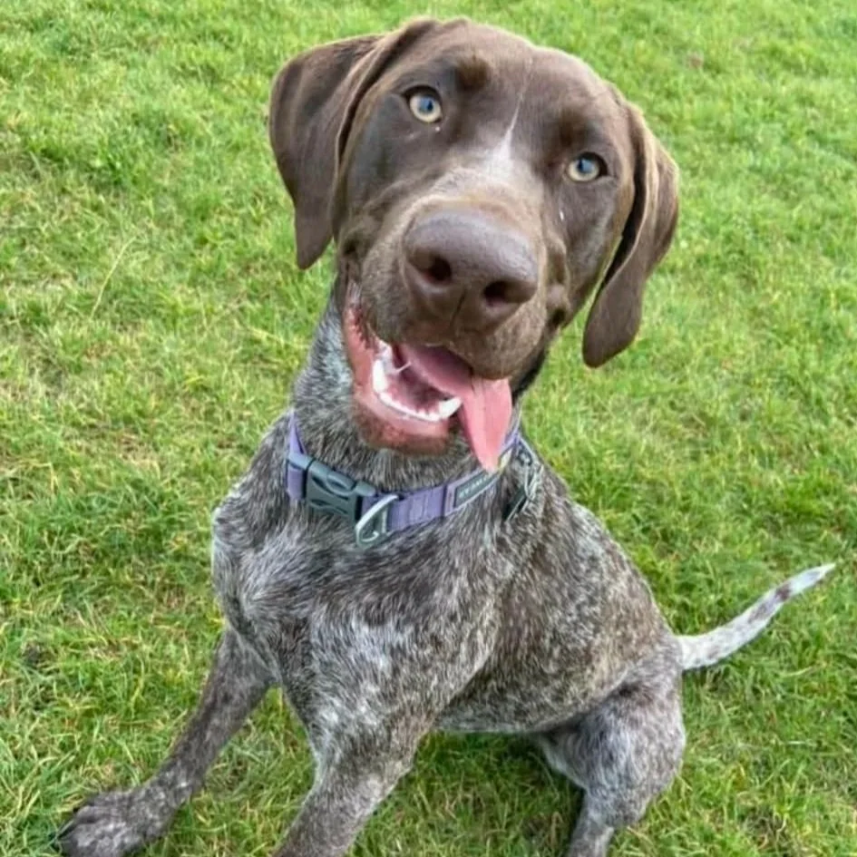 A happy dog sitting on green grass with its tongue out and looking at the camera.