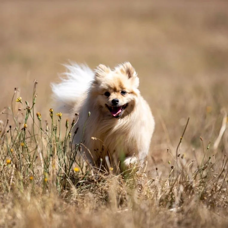 Small, fluffy, beige Pomeranian dog running through dry grass outdoors