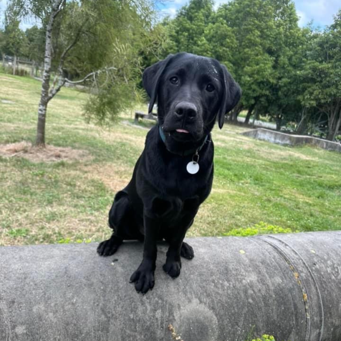 A black Labrador puppy sitting on a concrete pipe in a park with green grass and trees in the background.