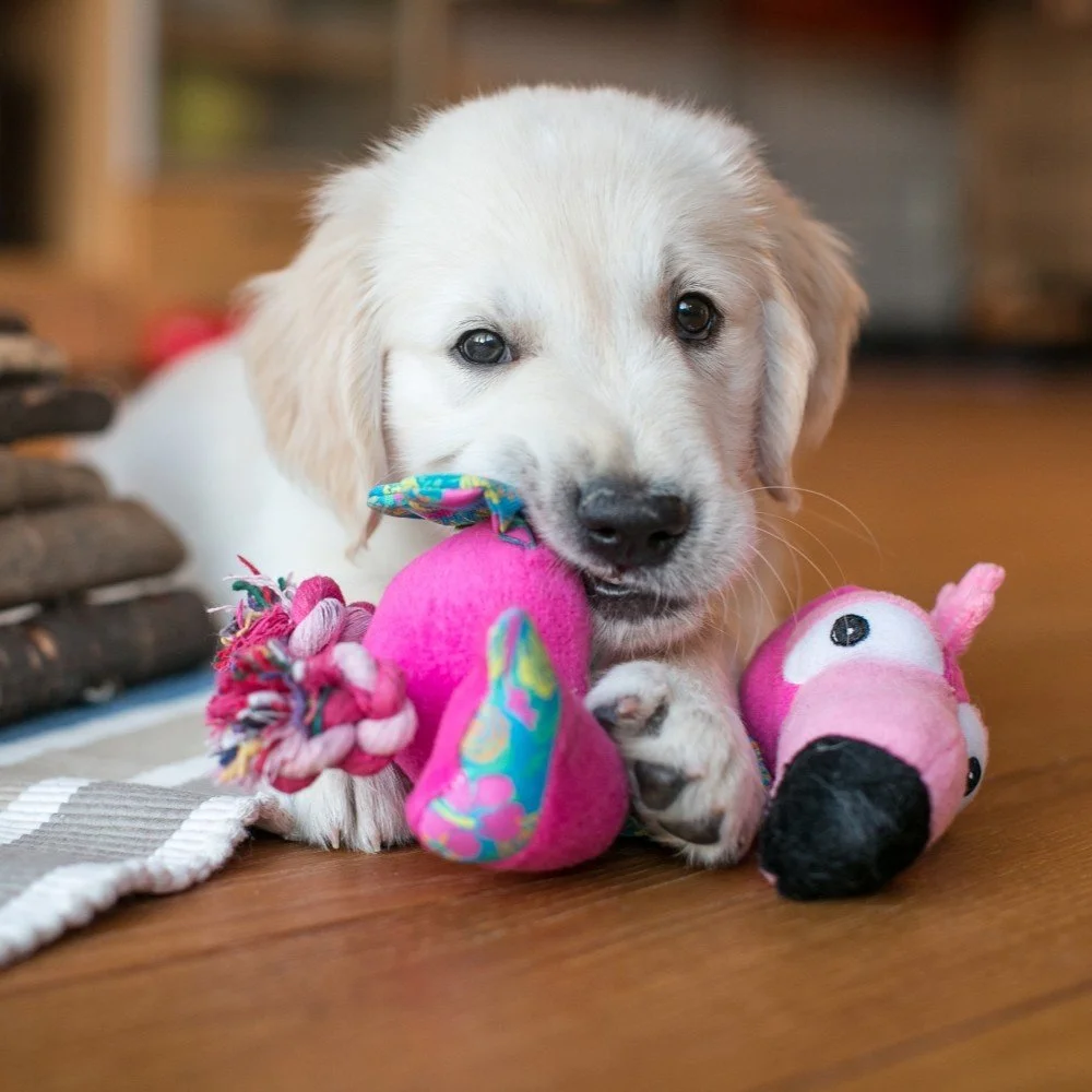Puppy Visit