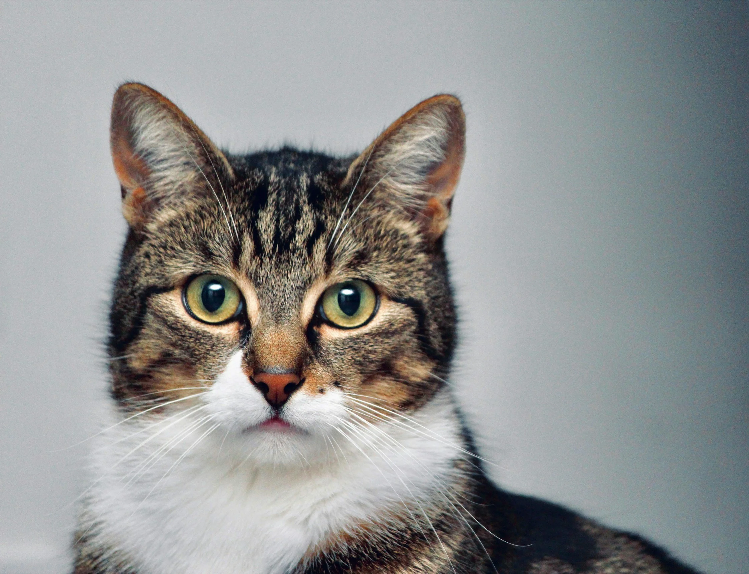 Close-up of a tabby cat with green eyes and white chest, looking directly at the camera against a blurred gray background.