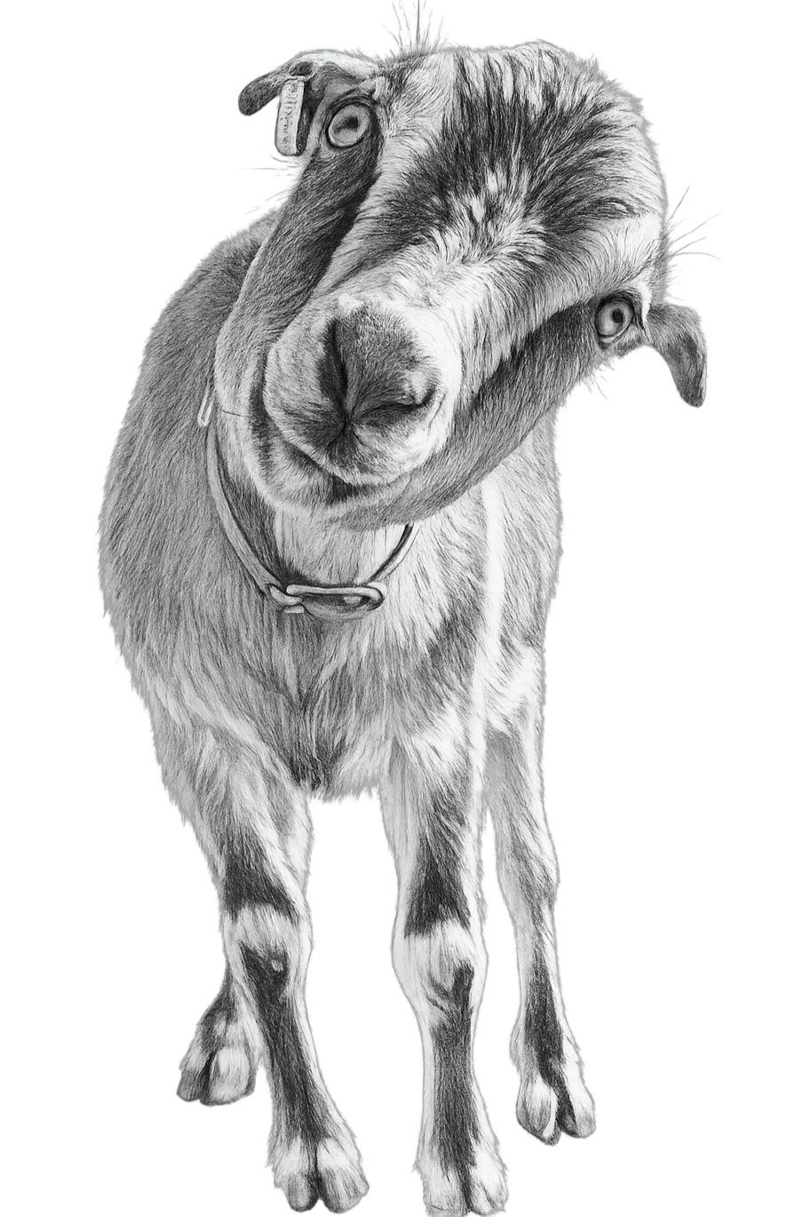 Black and white photograph of a goat with an unusual face shape and expression, wearing a collar, against a black background.
