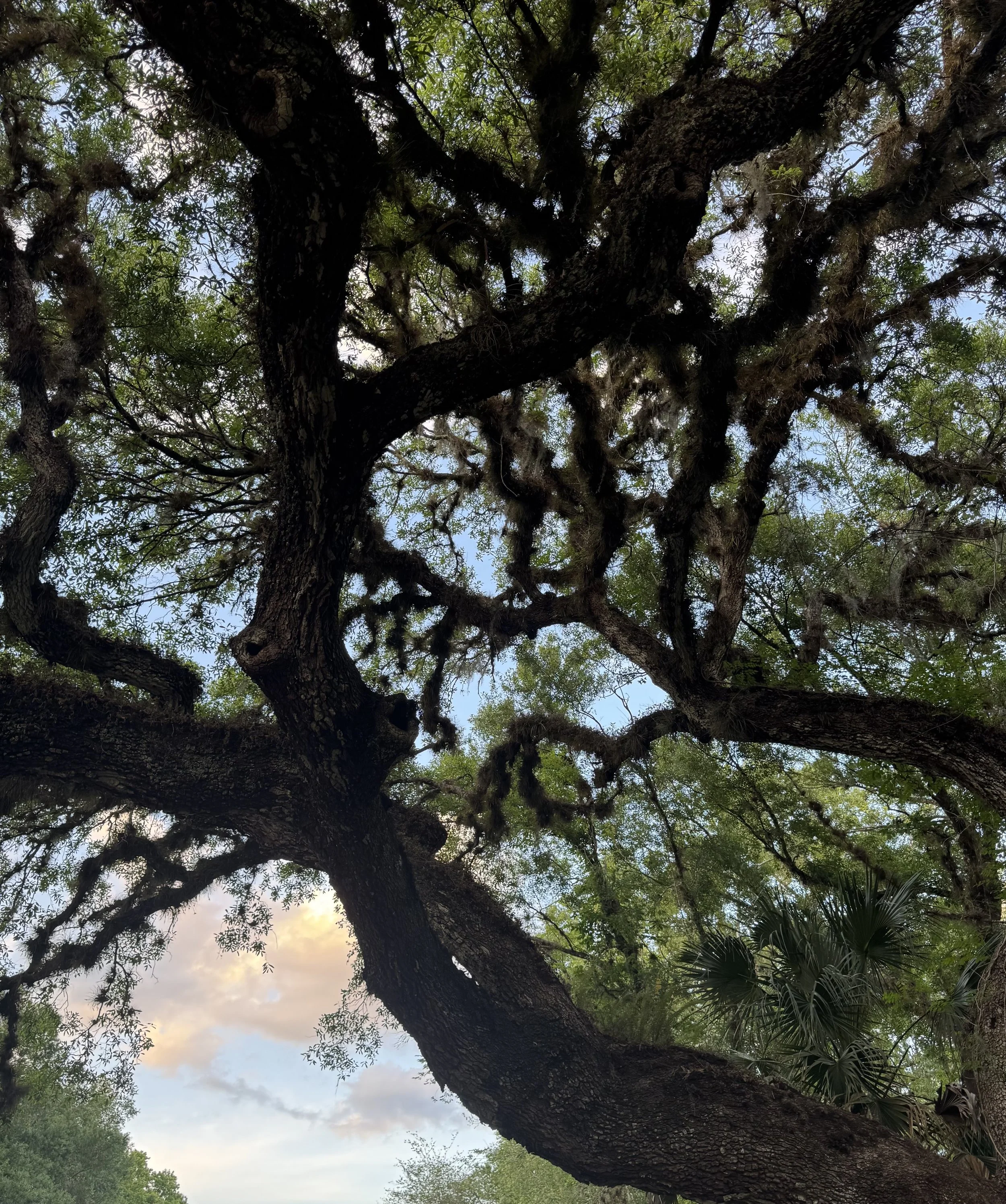 Natural environment supporting body reset and healing through fasting protocols