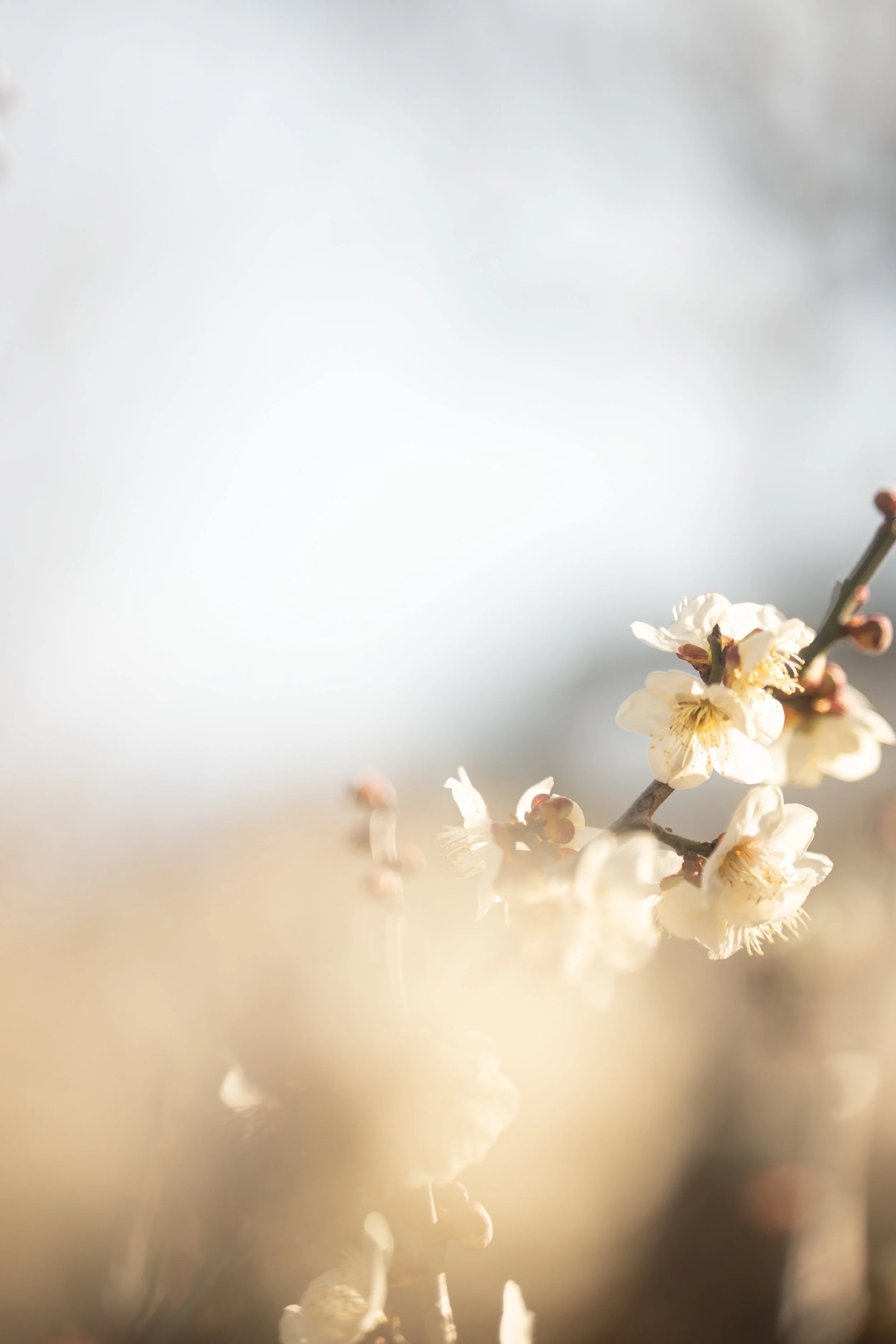 白い花が咲いている梅の枝のクローズアップ画像