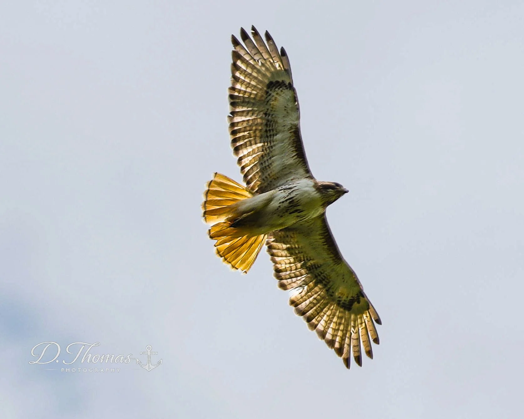 Red-tailed Hawk