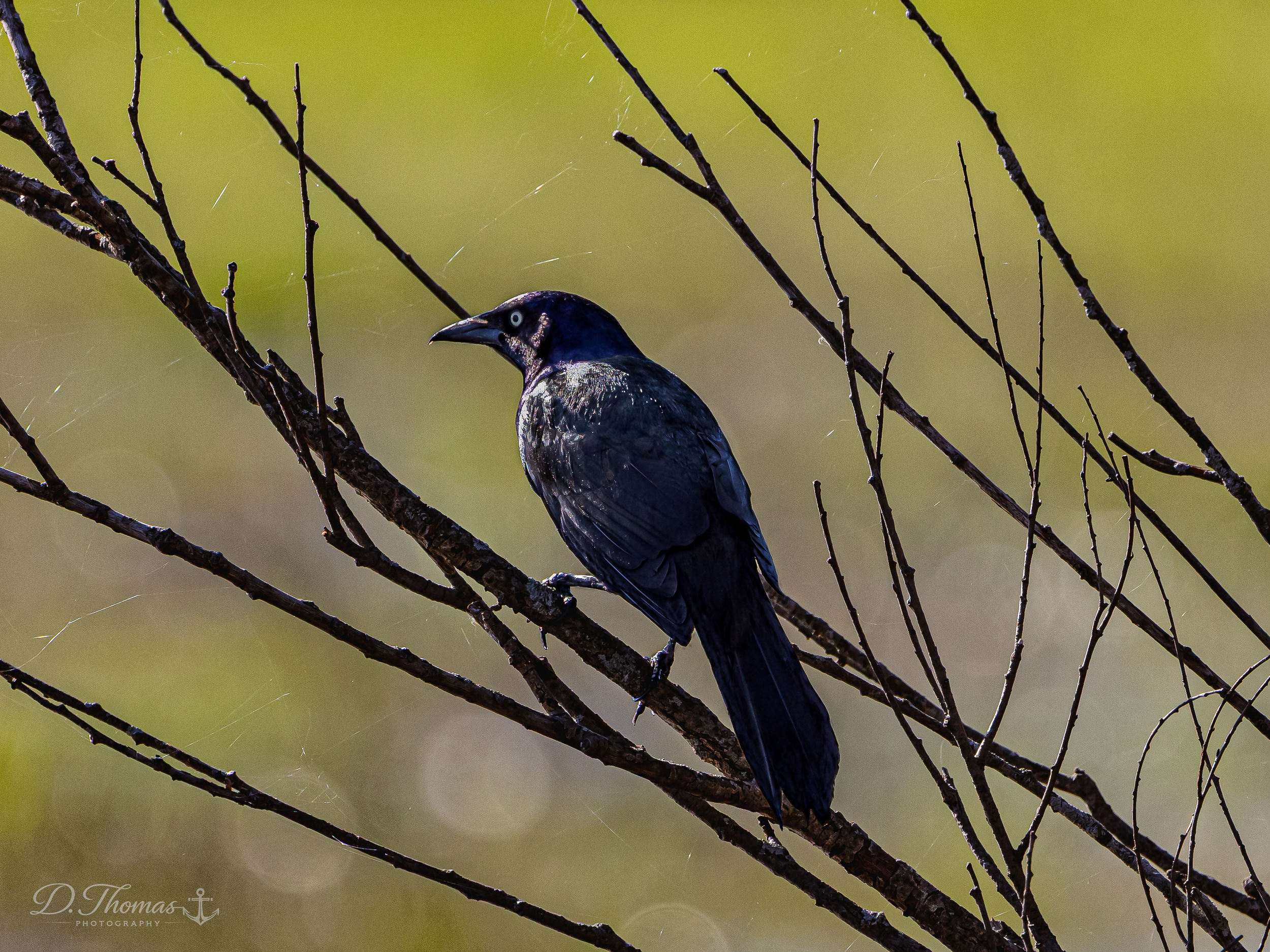 Grackle