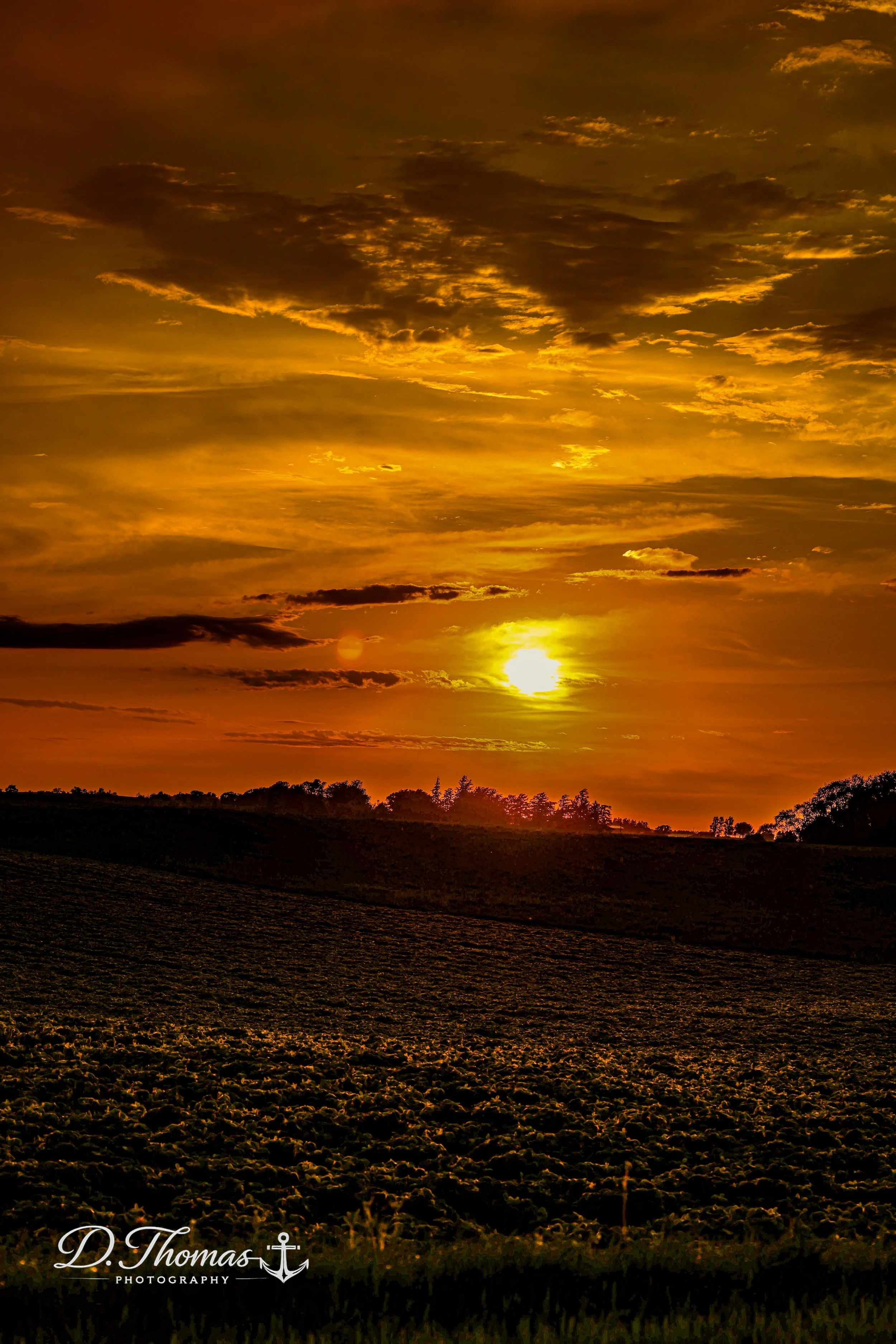 Sunset over a field