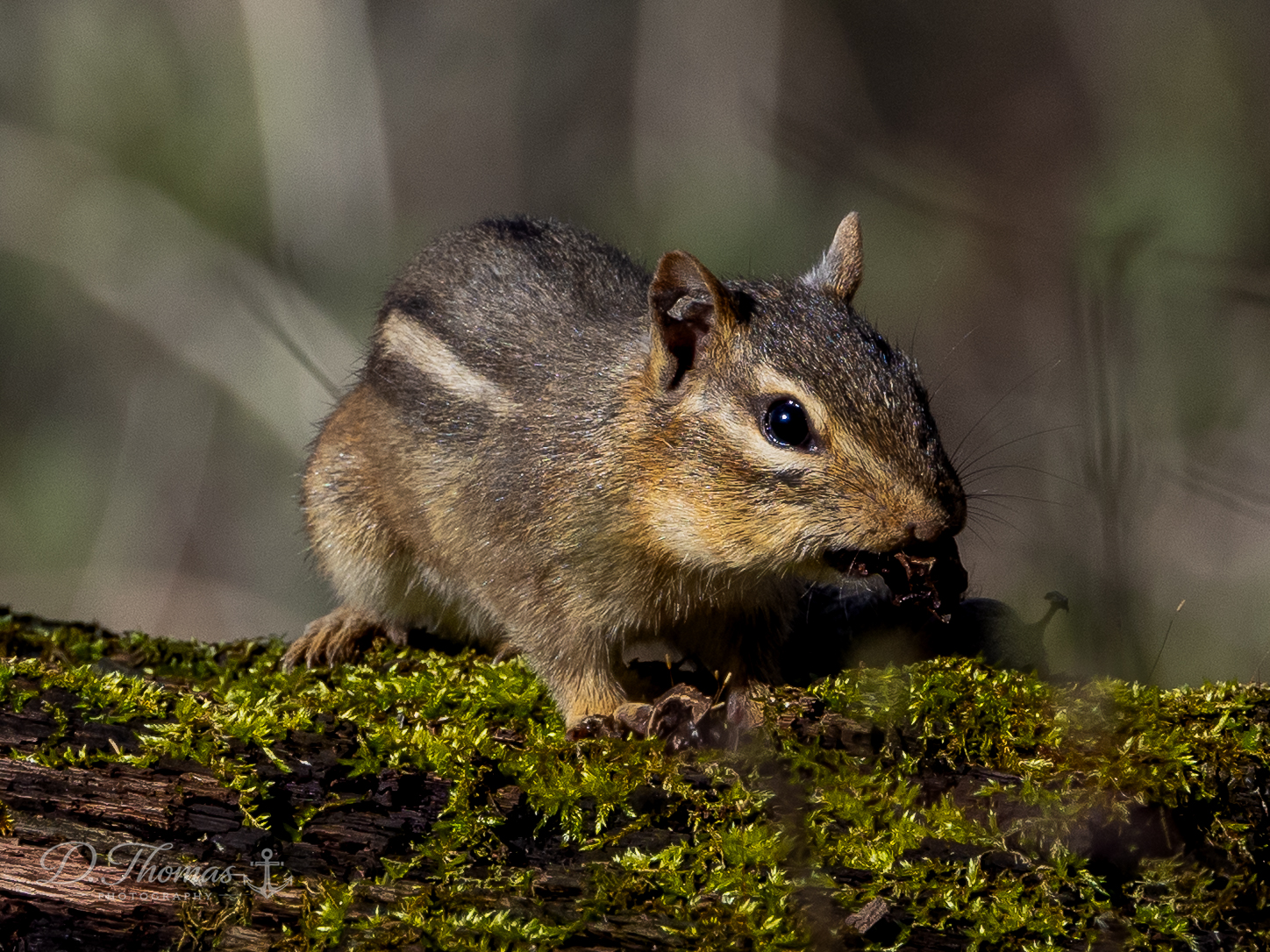 Hungry Chipmunk