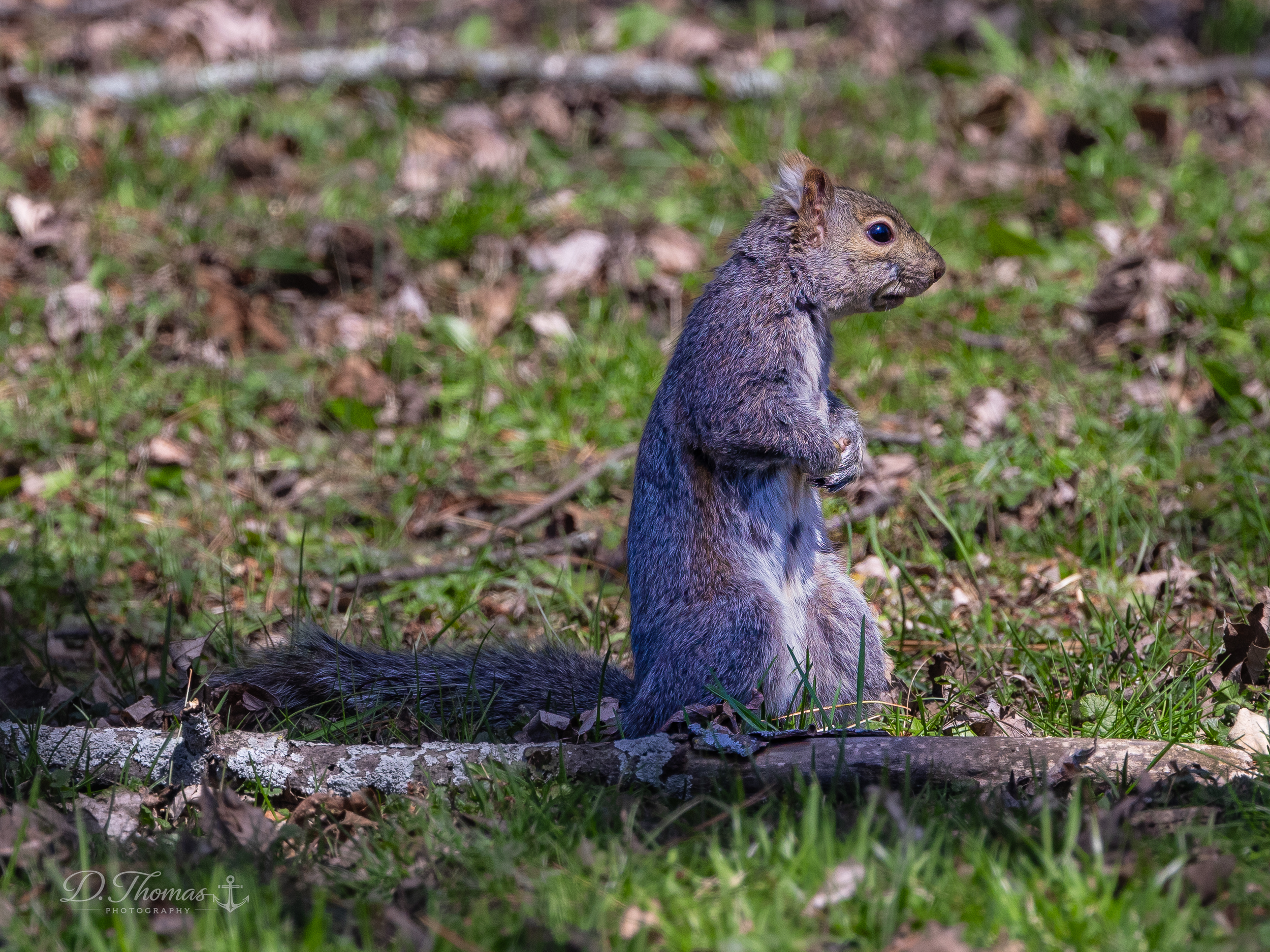 Sitting Squirrel