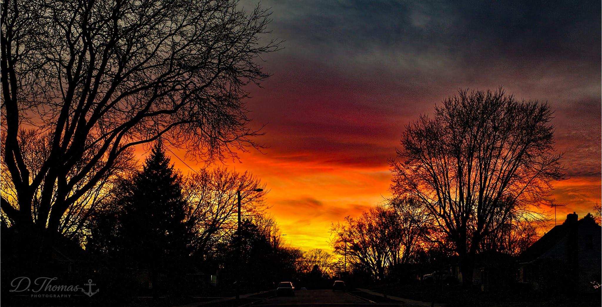 Tree Silhouettes in the Sunset