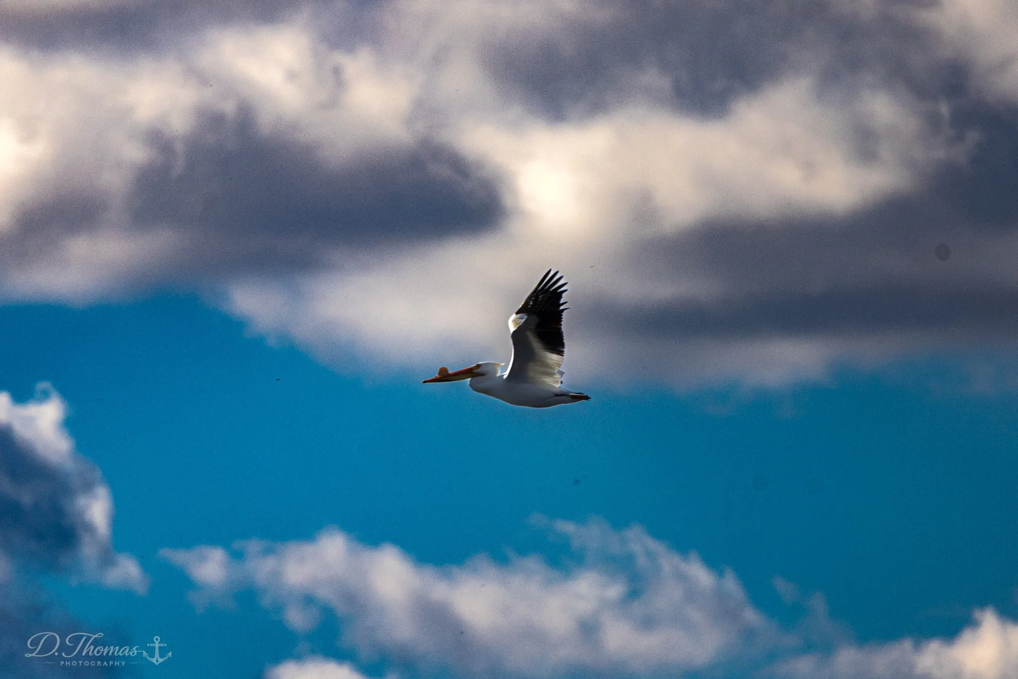 Pelican in Flight