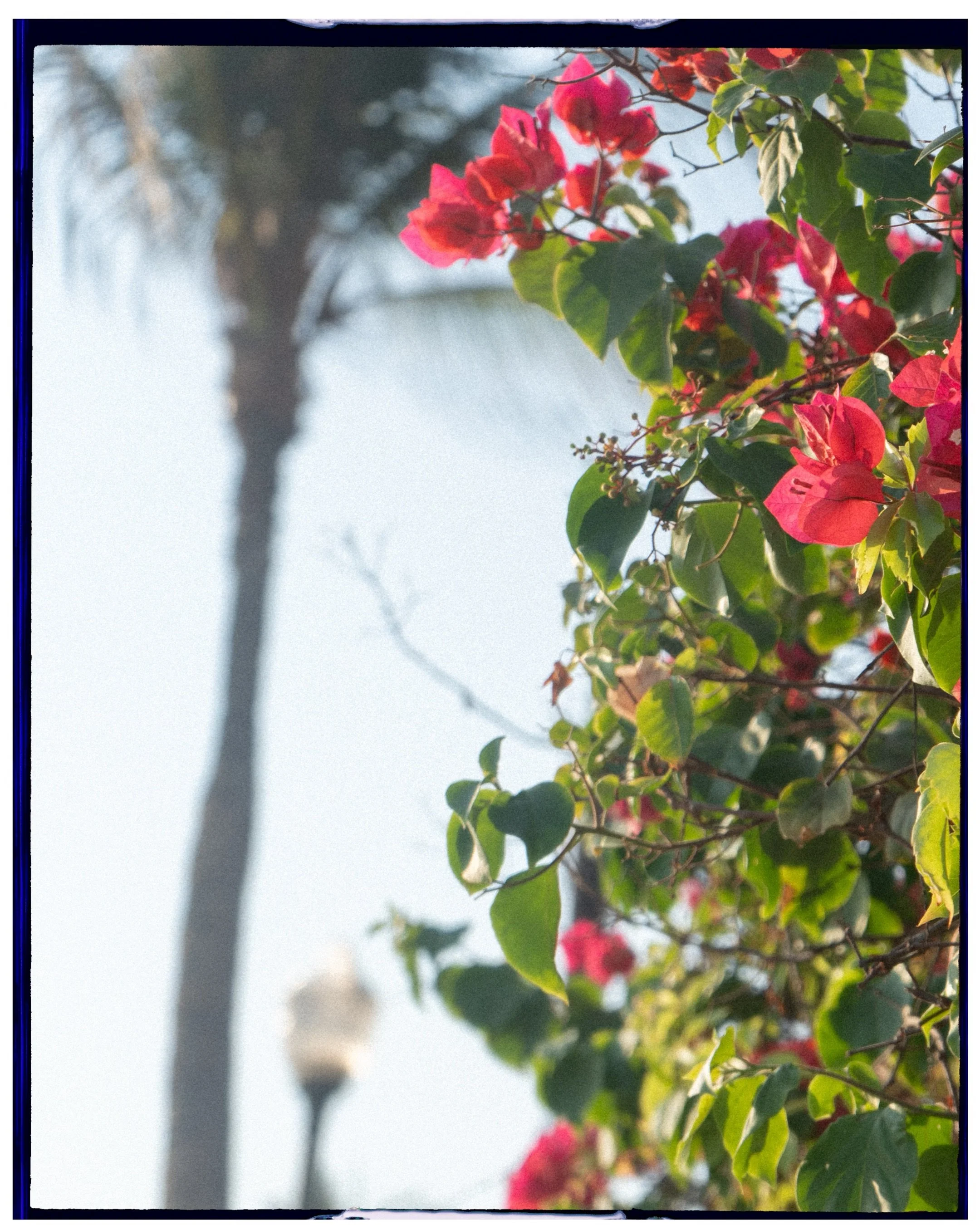 Editorial detail photography of pink tropical flowers with soft palm trees in the background
