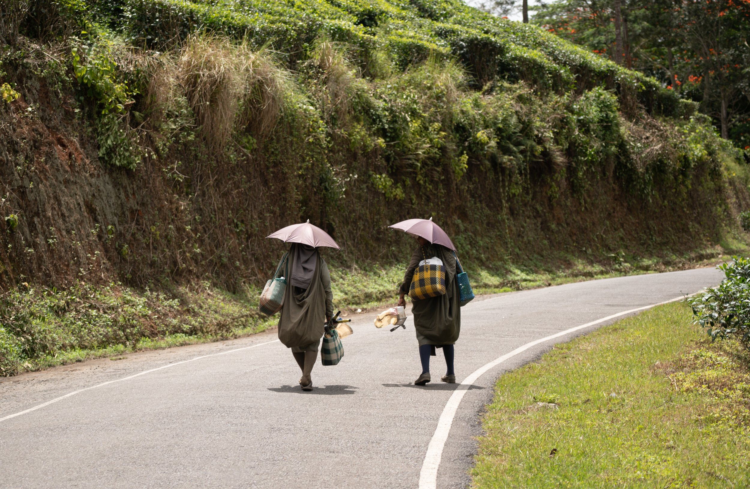 Travel photography of tea plantation workers carrying bags along a green hillside road in India