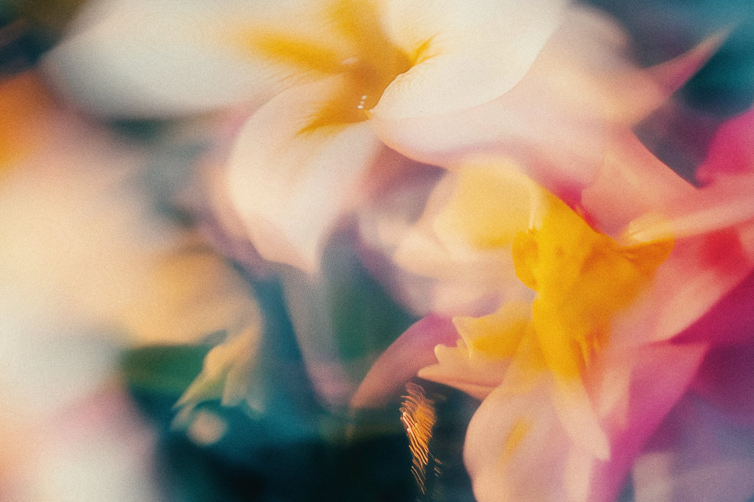 Close-up of a flower with soft pastel-colored petals, including shades of pink, yellow, white, and hints of purple, in soft focus.