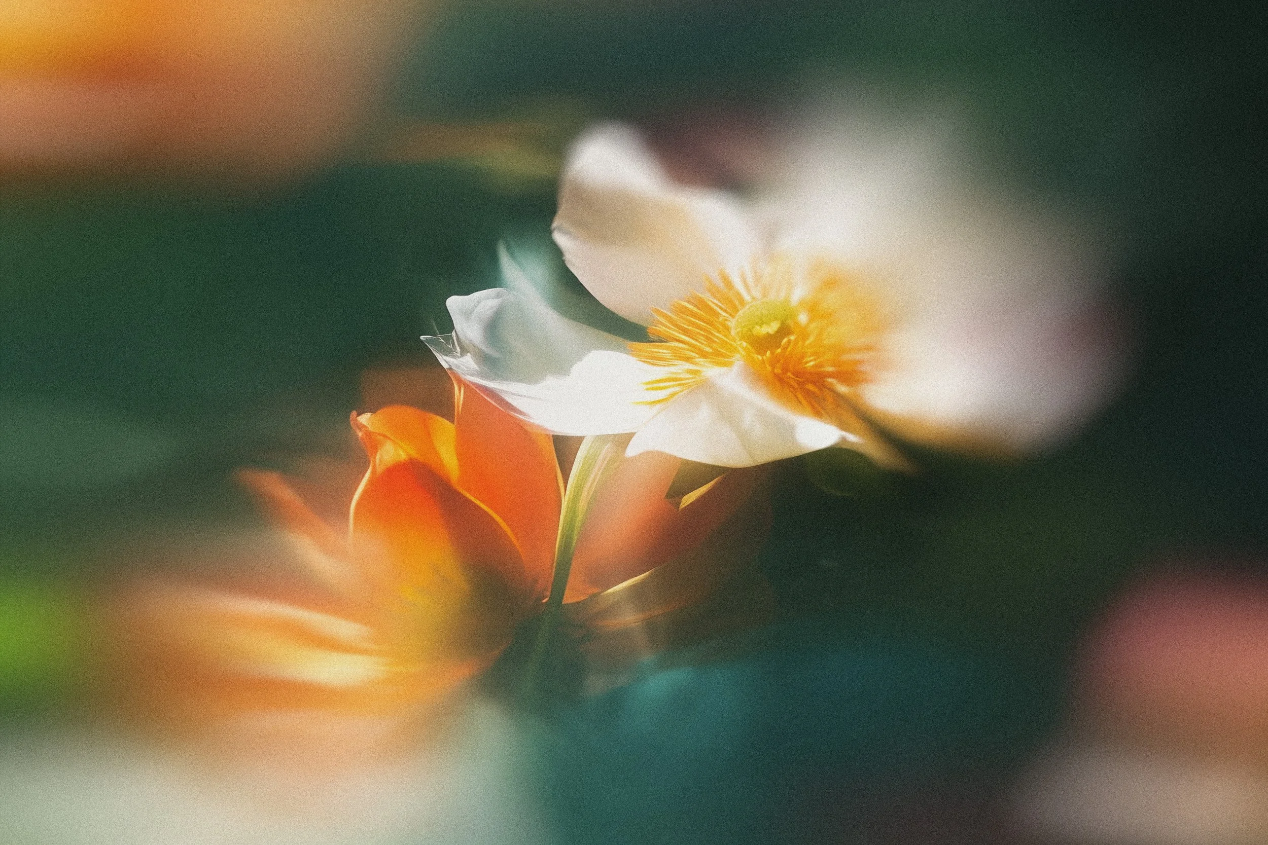 Close-up photograph of a flower with white petals and an orange-yellow center, with colorful blurred background.
