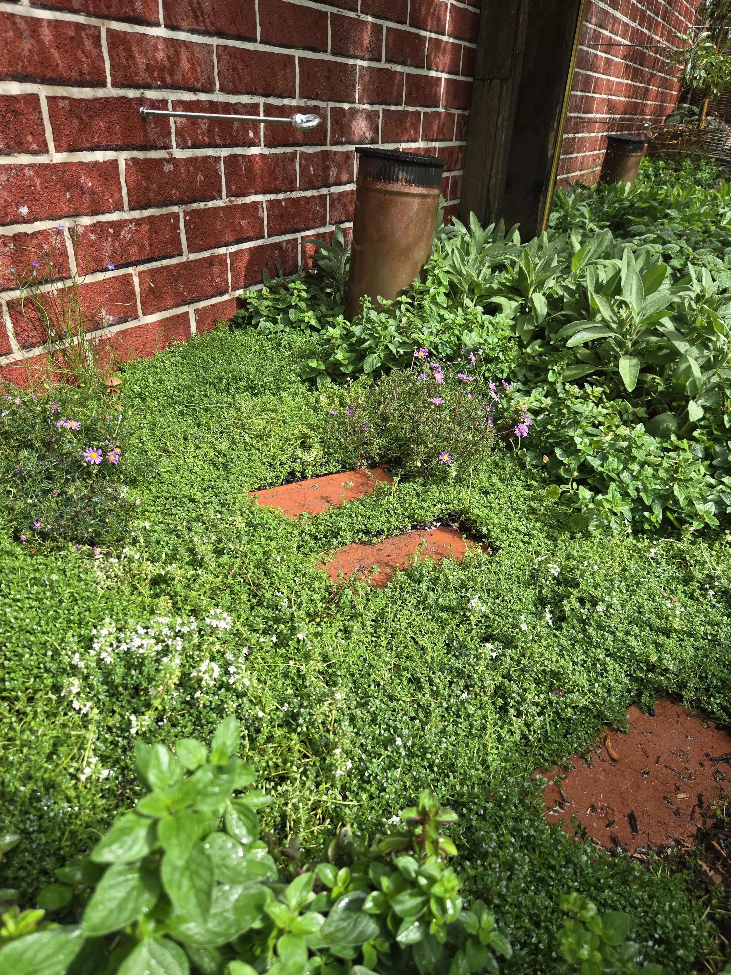 Thyme carpet with Brachyscome, Wahlenbergia, Oregano Sage & worm tower with reccyled brick steppers