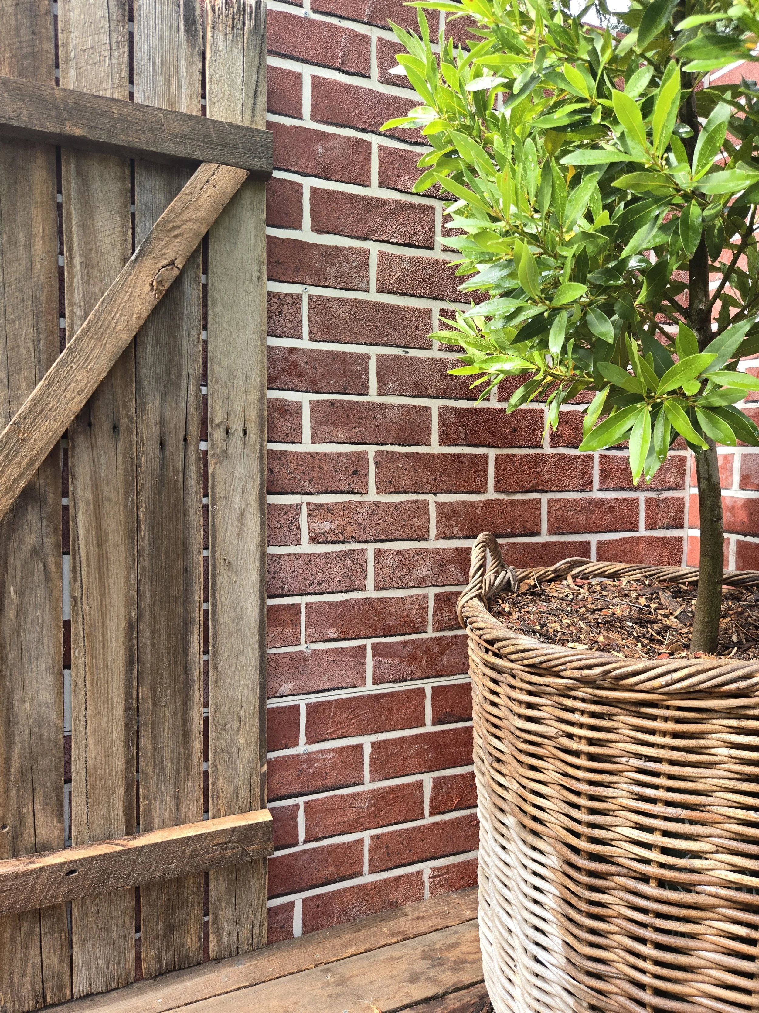 Gate and bay tree on recycled hardwood deck