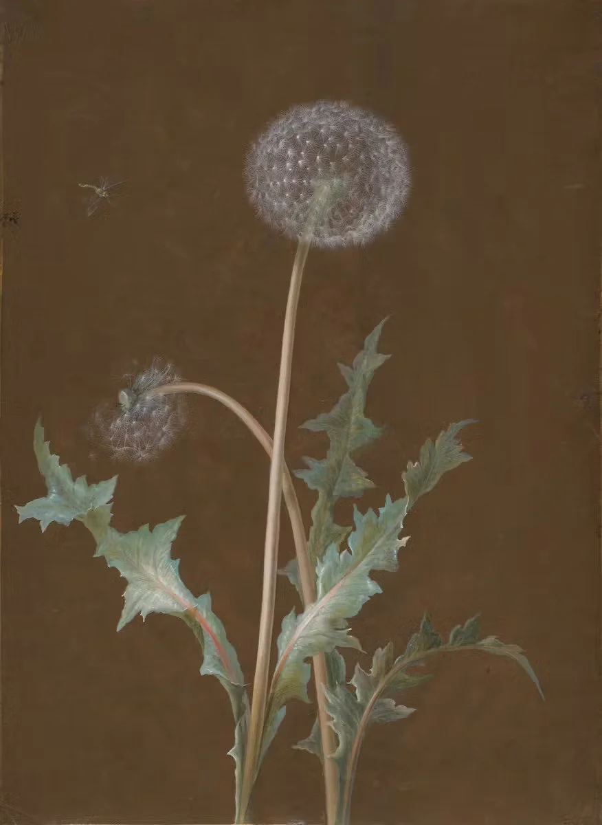 A dandelion with two puffball seed heads on tall stems and spiny, jagged green leaves against a brown background.