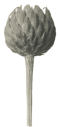 A black and white drawing of an artichoke with a long stem.