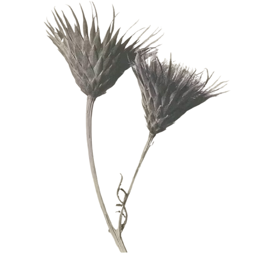 Two dried, spiky flowers with long stems against a plain background.