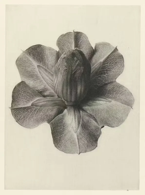 Black and white drawing of an iris flower with detailed petals.