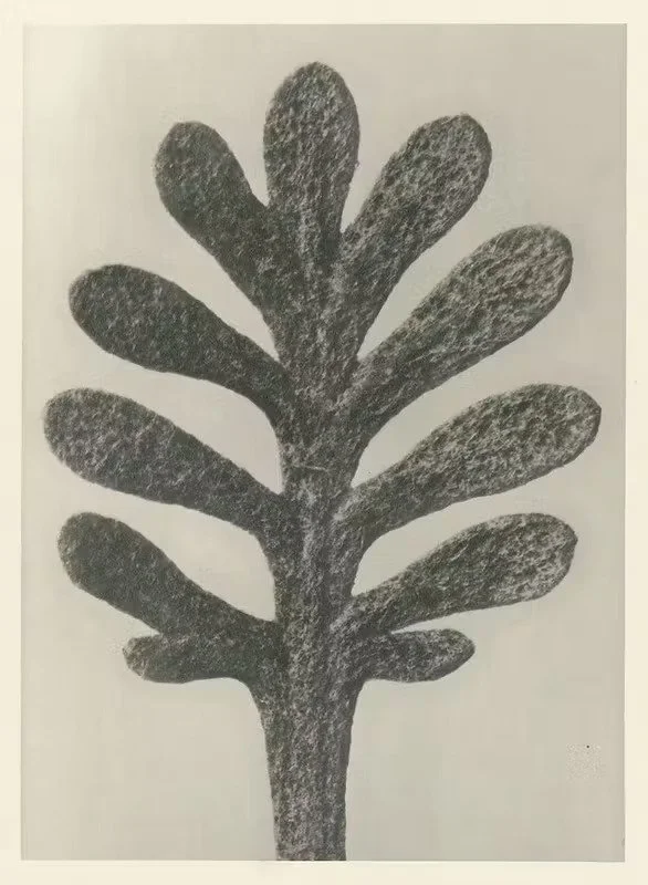 Black and white illustration of a stylized tree with rounded, elongated leaves.