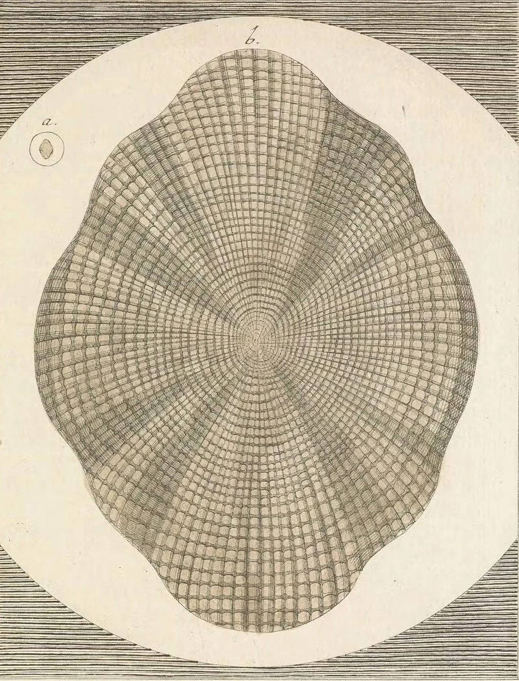 Detailed diagram of a geometric grid pattern, possibly a scientific or mathematical illustration, with labels 'a' and 'b' and intricate lines forming a symmetrical structure.