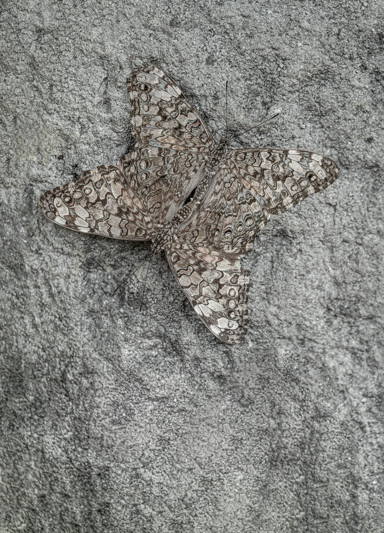 A butterfly with patterned brown and white wings resting on sand.