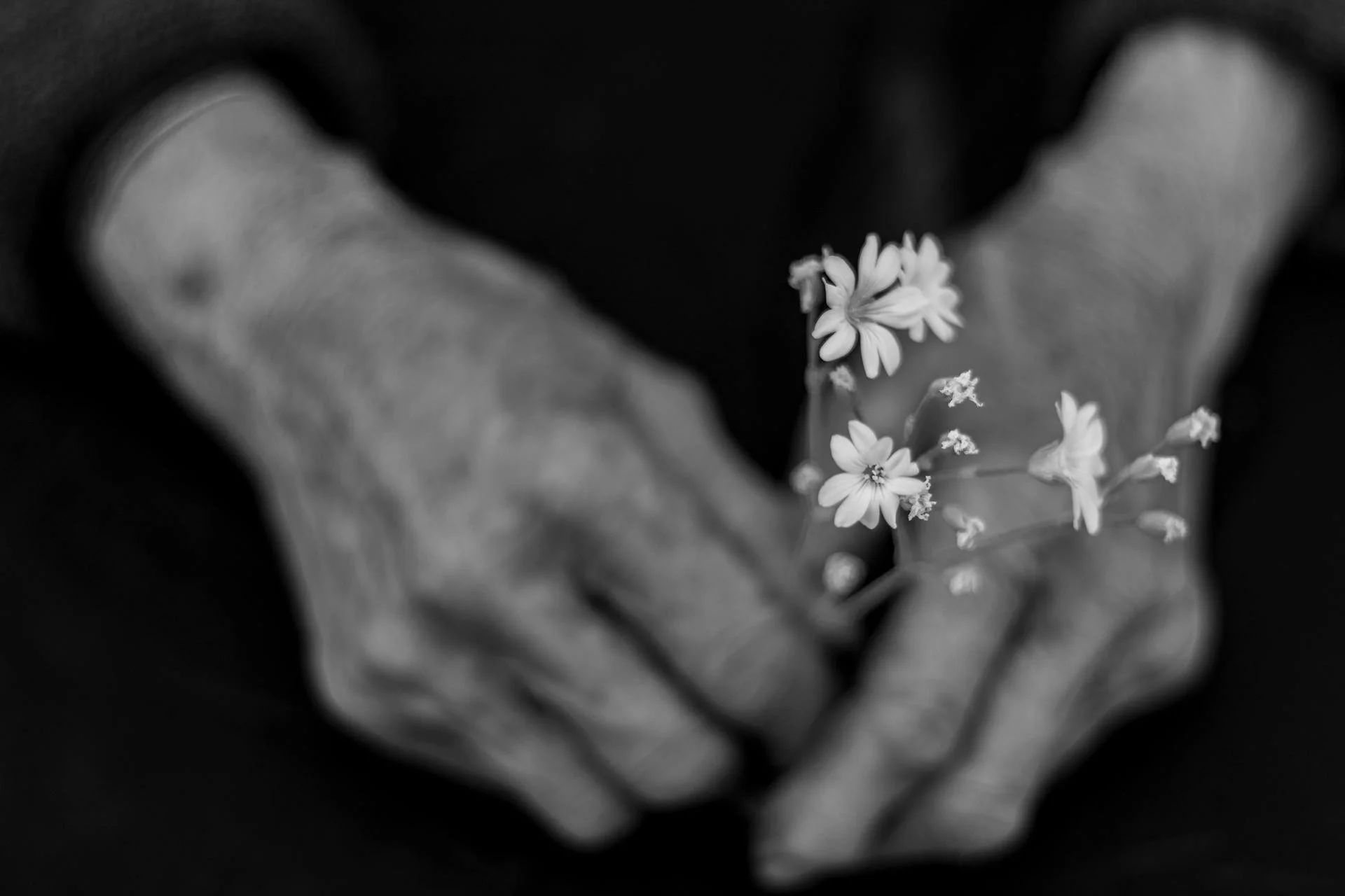 Black and white close-up of a person's hands holding small flowers with delicate petals.