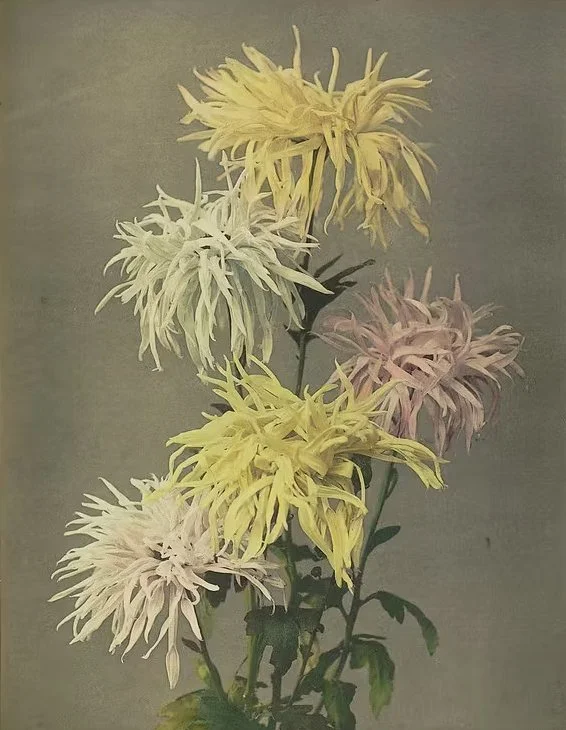 A bouquet of five large, spiky flowers in pastel shades of yellow, white, and pink against a plain background.