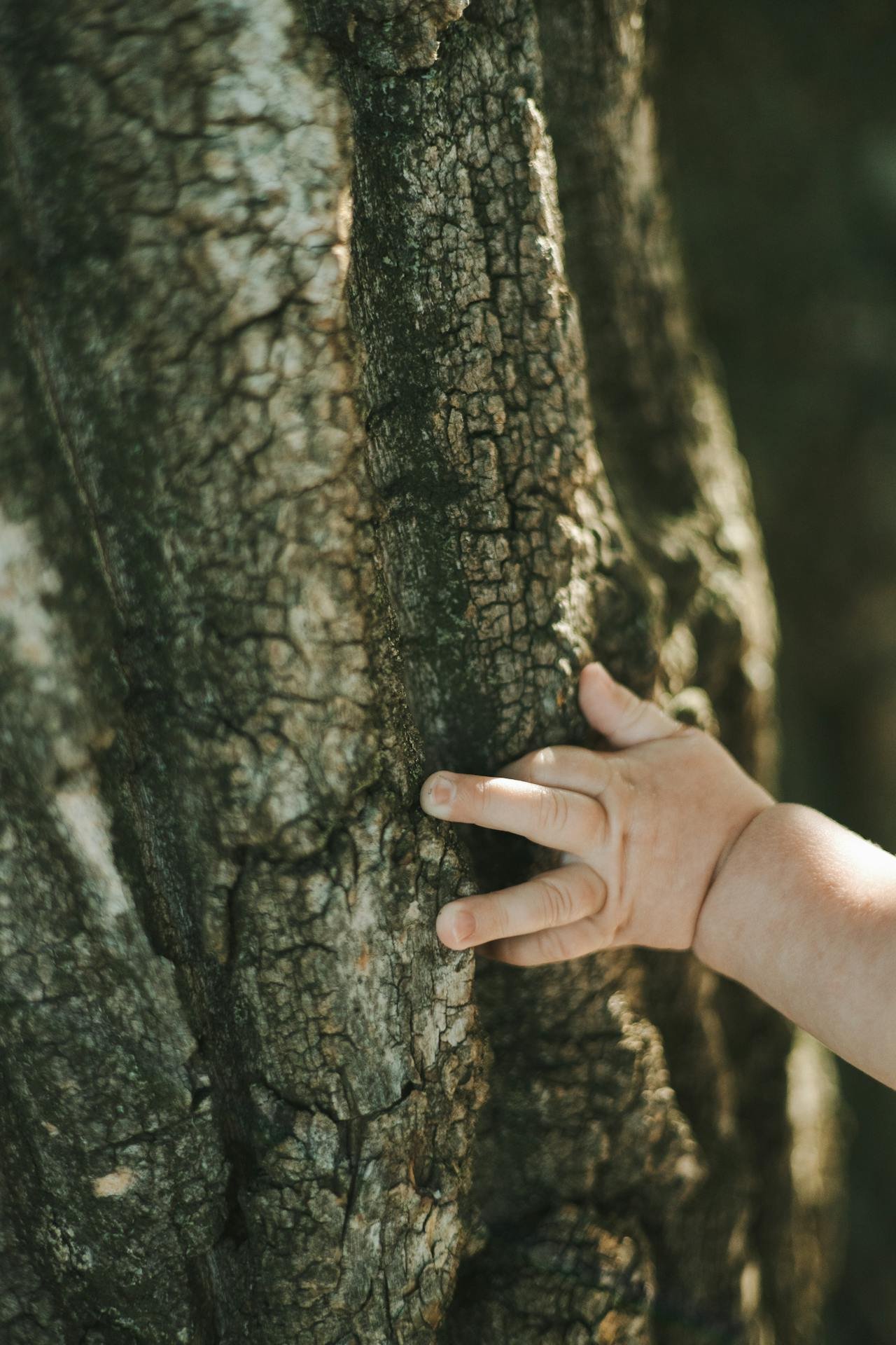 Close-up of a child's hand touching the textured bark of a tree.