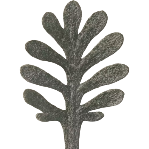 Close-up of a textured, gray-green succulent plant with elongated, paddle-shaped leaves.