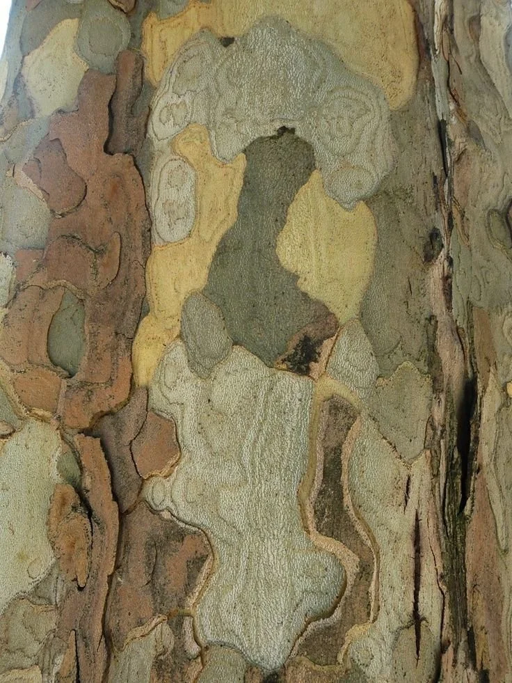 Close-up of a tree bark pattern with various shades of brown, beige, and gray, showing the natural textured surface.